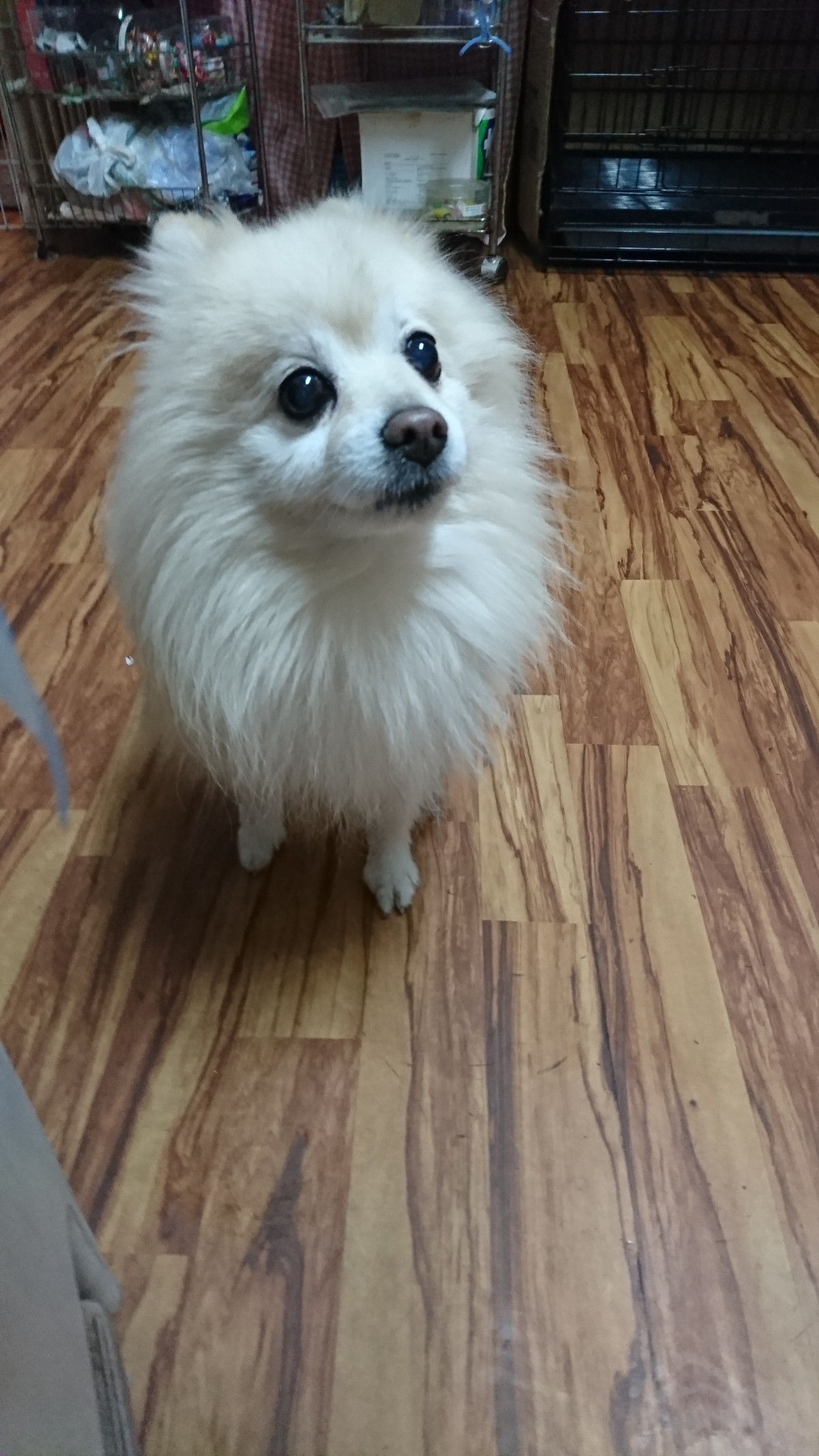 ポメラニアンのミルフィーちゃん お泊まりの様子