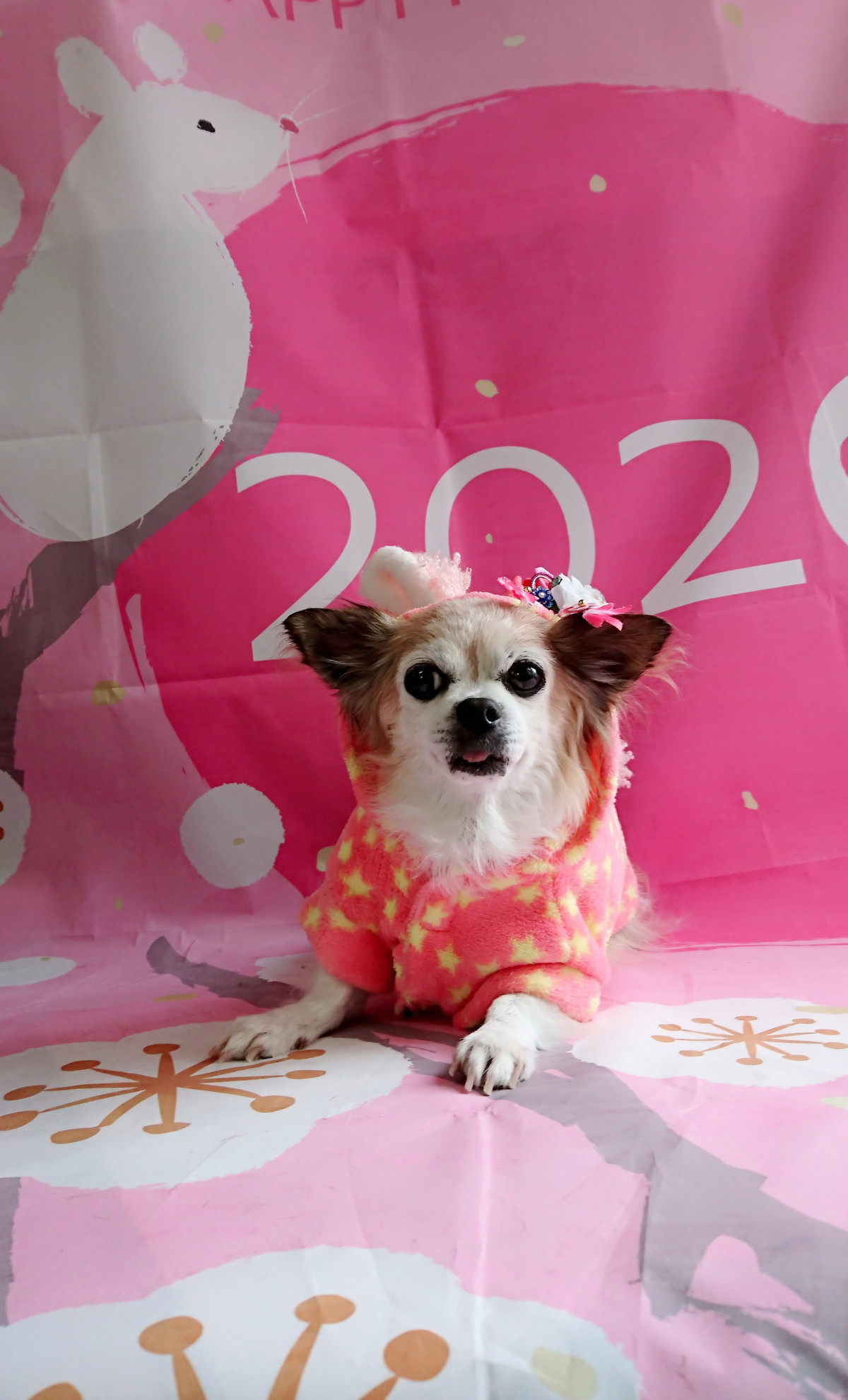 チワワのはっぴぃちゃん グルーミングコース