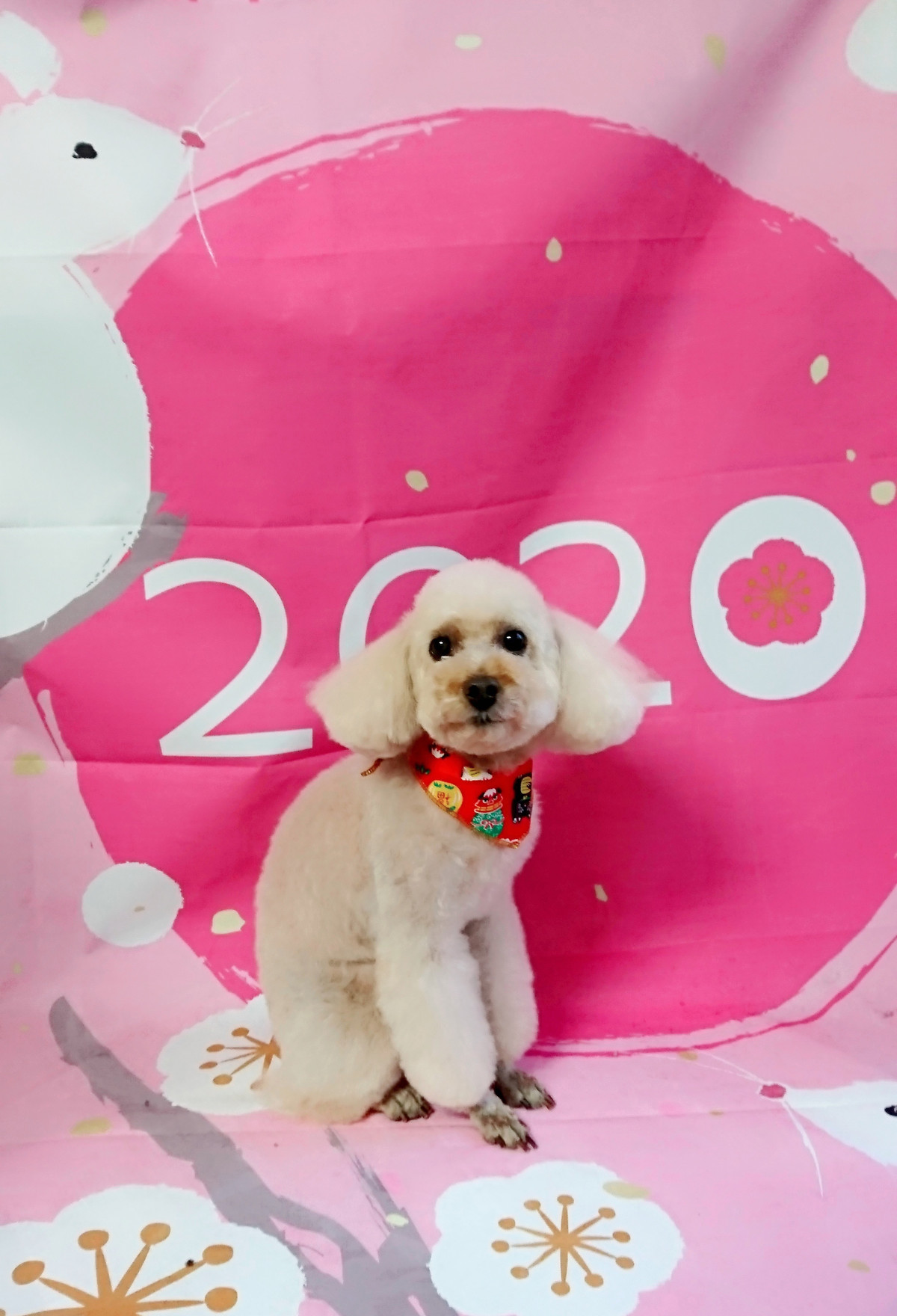 プードルのマロンちゃん トリミングコース