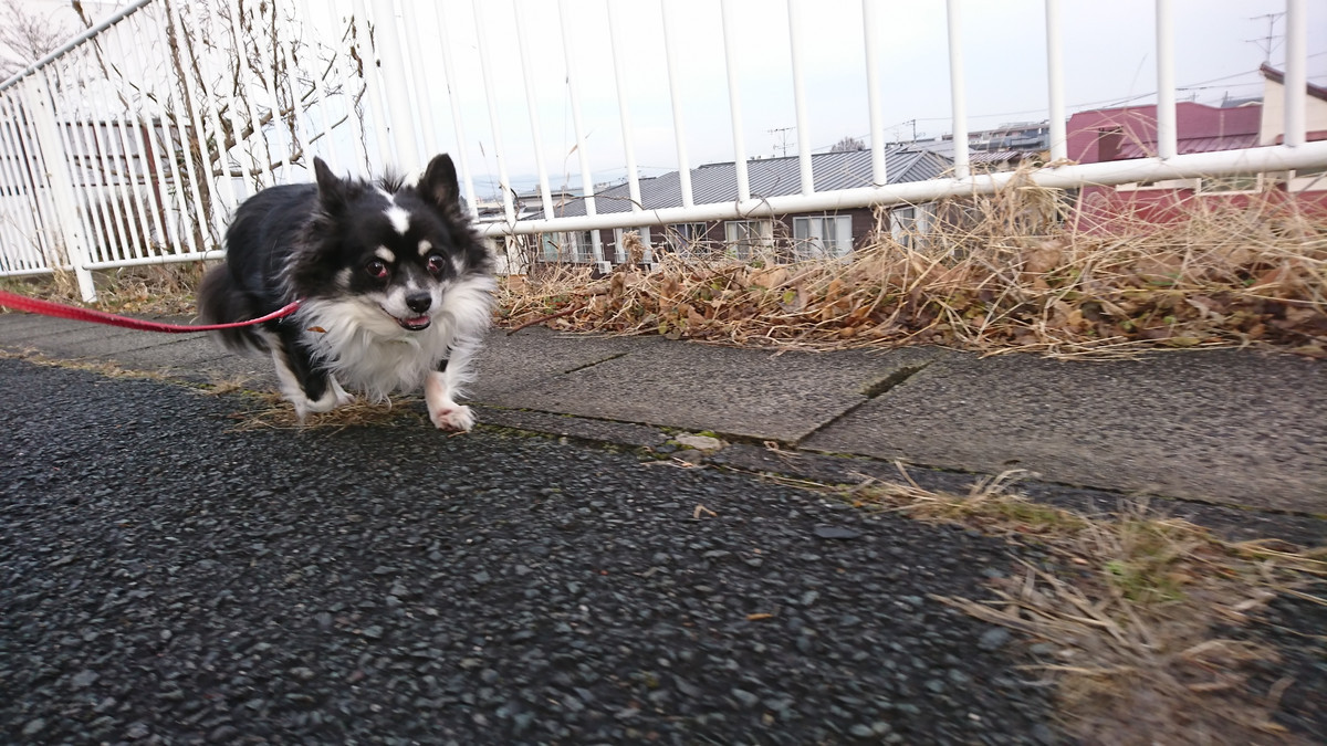 チワワのまるおちゃん お泊まりの様子