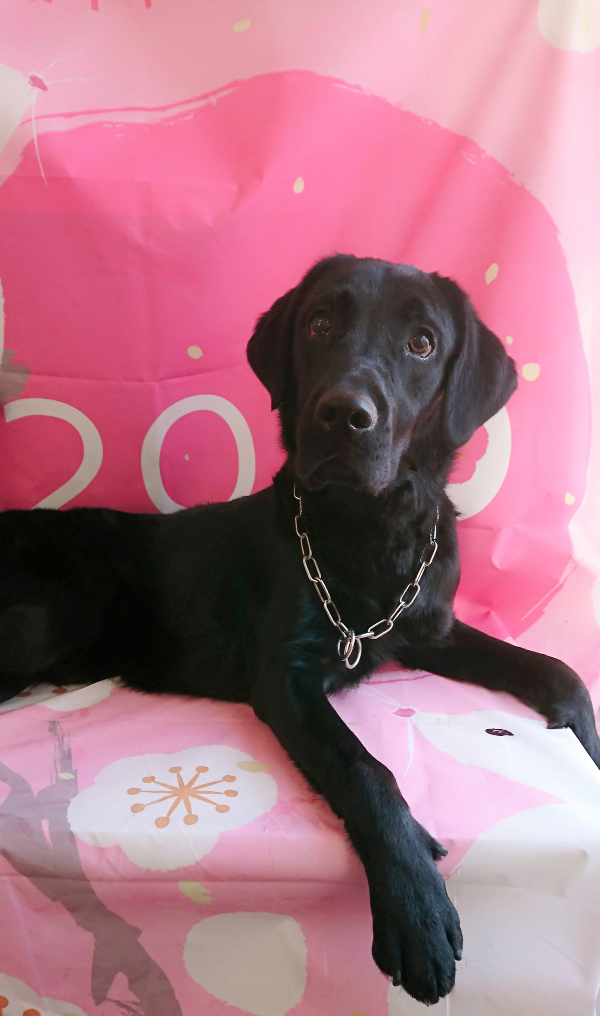 ラブラドールの小次郎ちゃん グルーミングコース