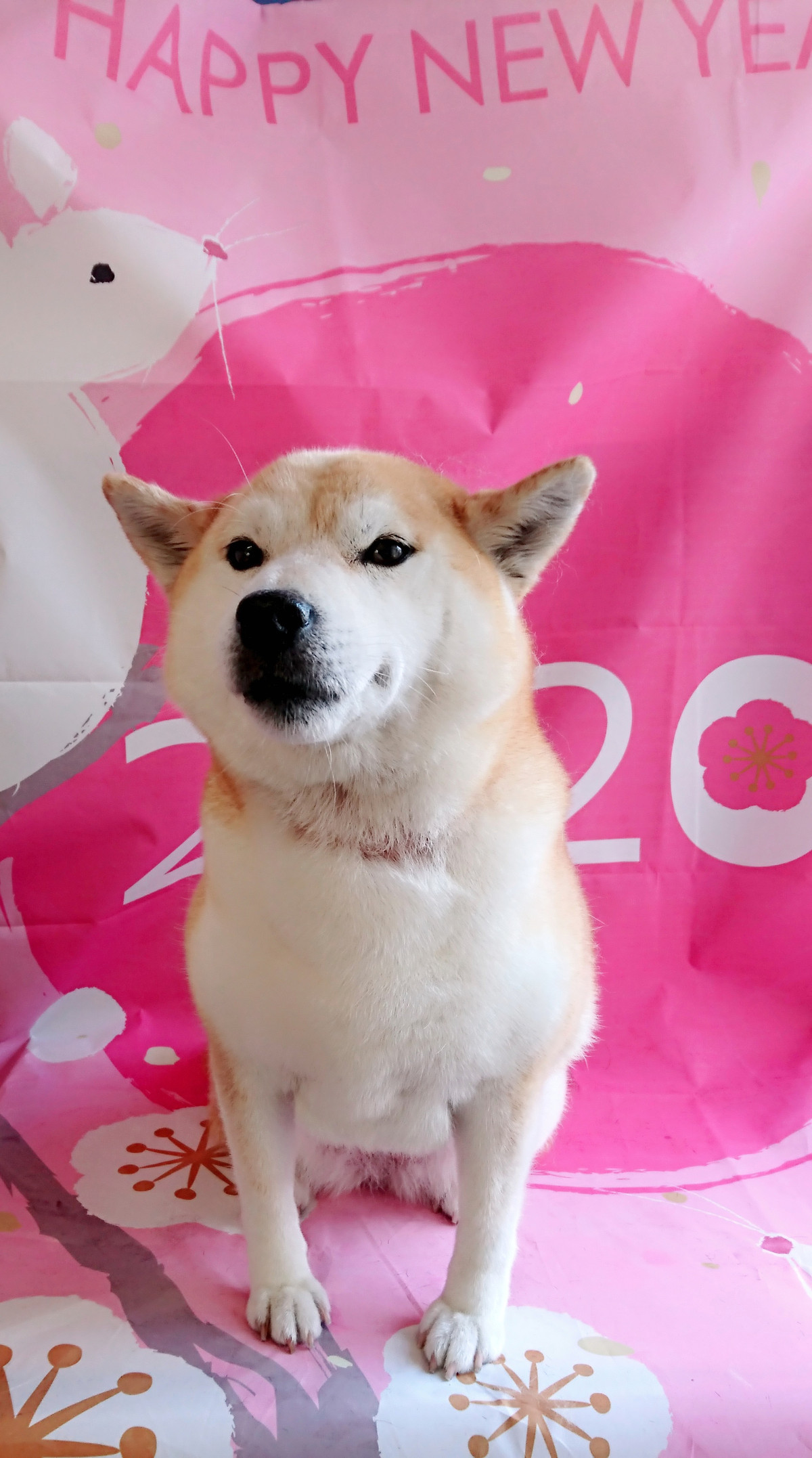 柴のくるみちゃん グルーミングコース