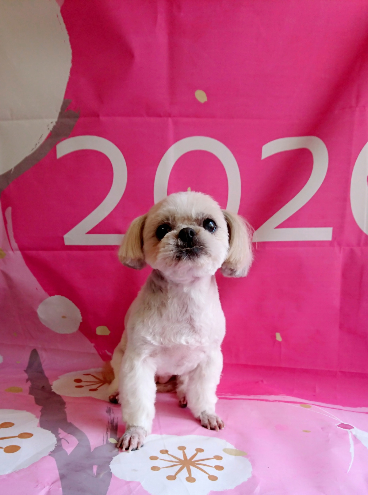 シーズーのシーちゃん&プードルのベイリーちゃん トリミングコース