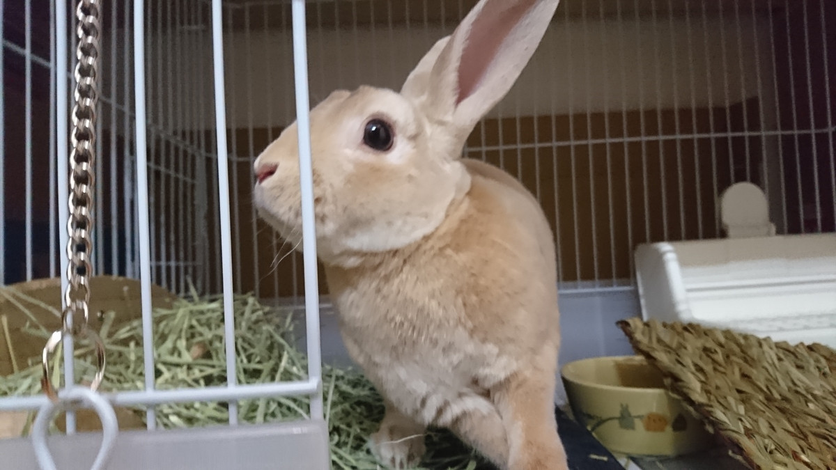 うさぎのフランちゃん お泊まりの様子