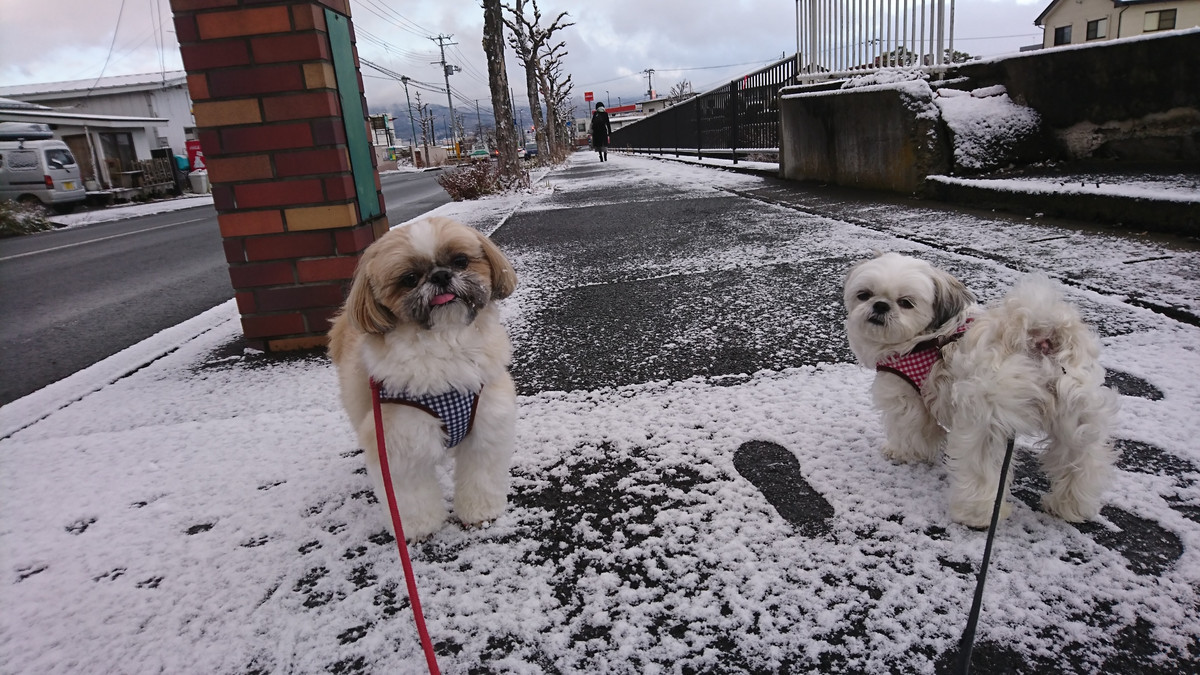 シーズーの宗男ちゃん&梅子ちゃん お泊まりの様子