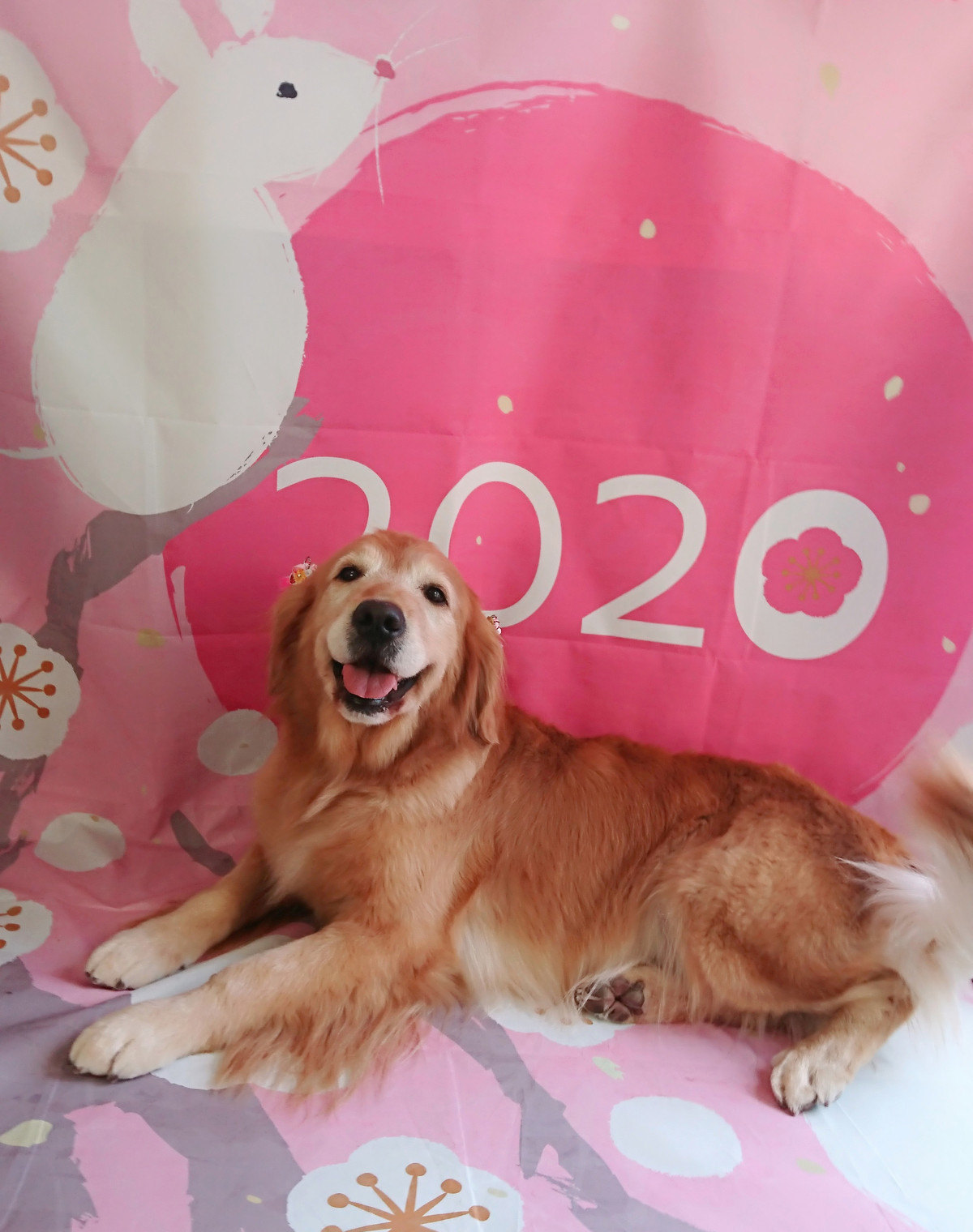 ゴールデンのまるちゃん グルーミングコース