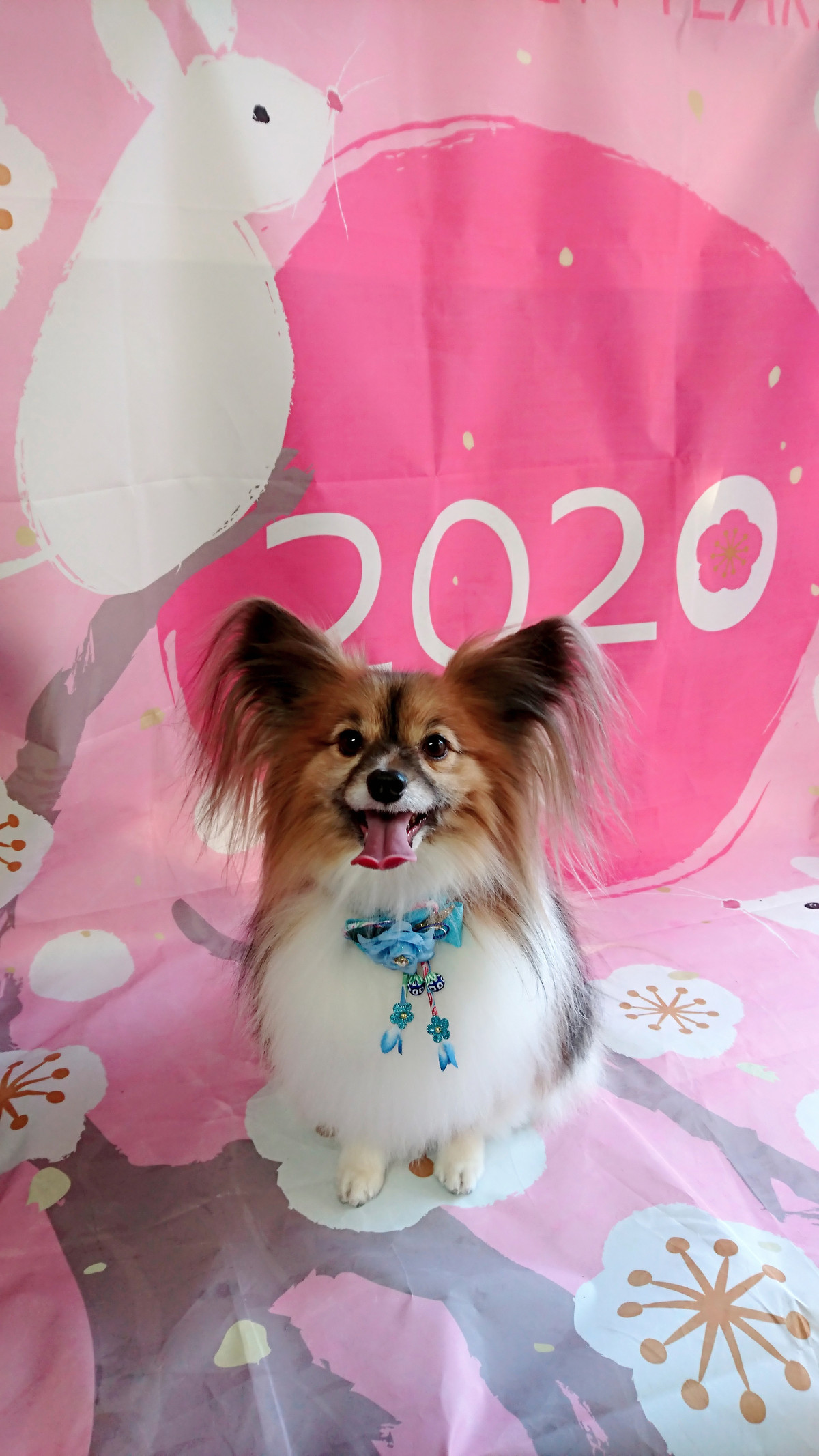 パピヨンのパピ助ちゃん グルーミングコース デンタル