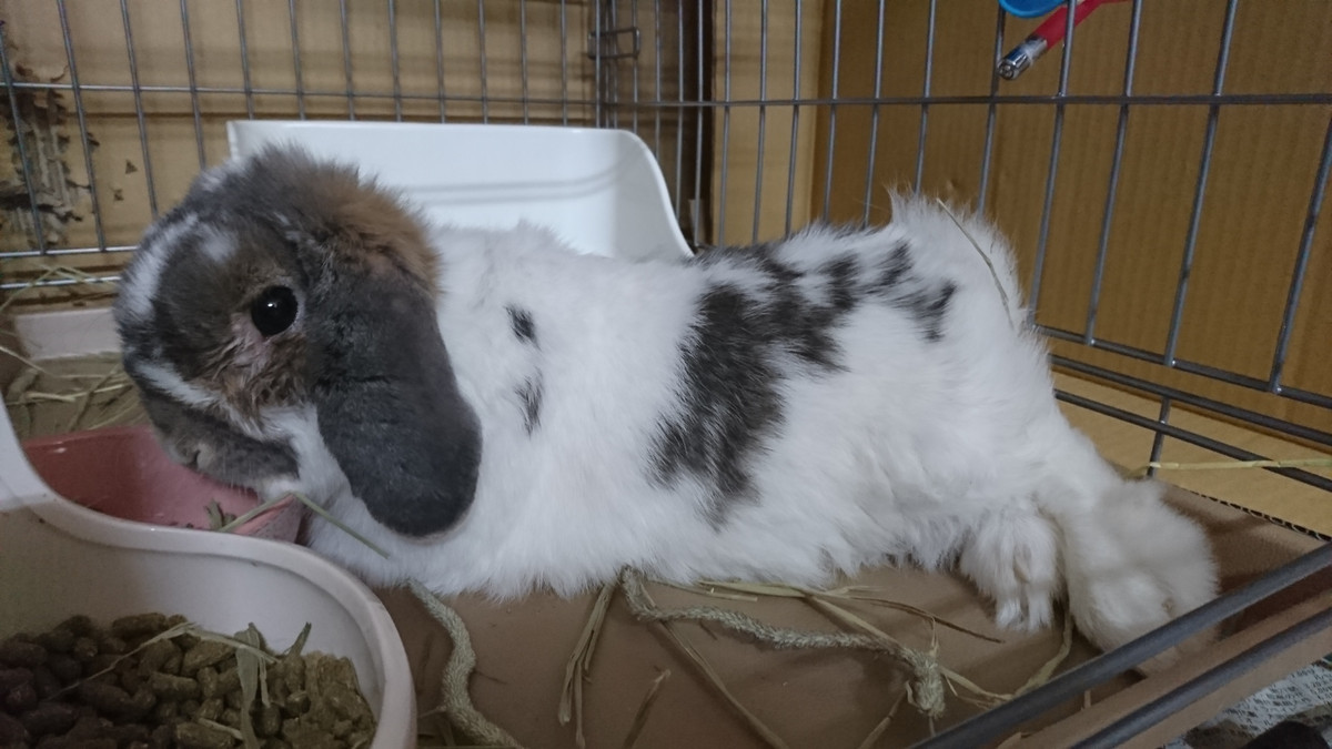 ロップイヤーの宗谷ちゃん お泊まりの様子