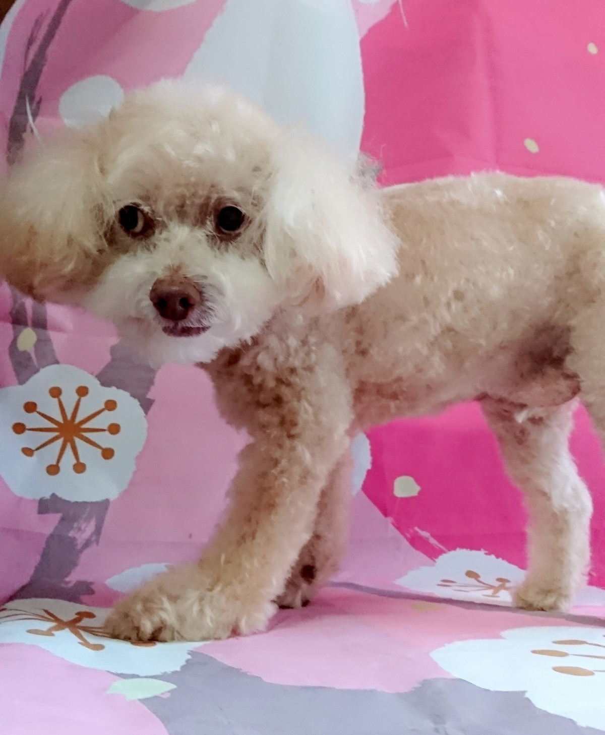 プードルのマロンちゃん シャンプーコース お顔のカット