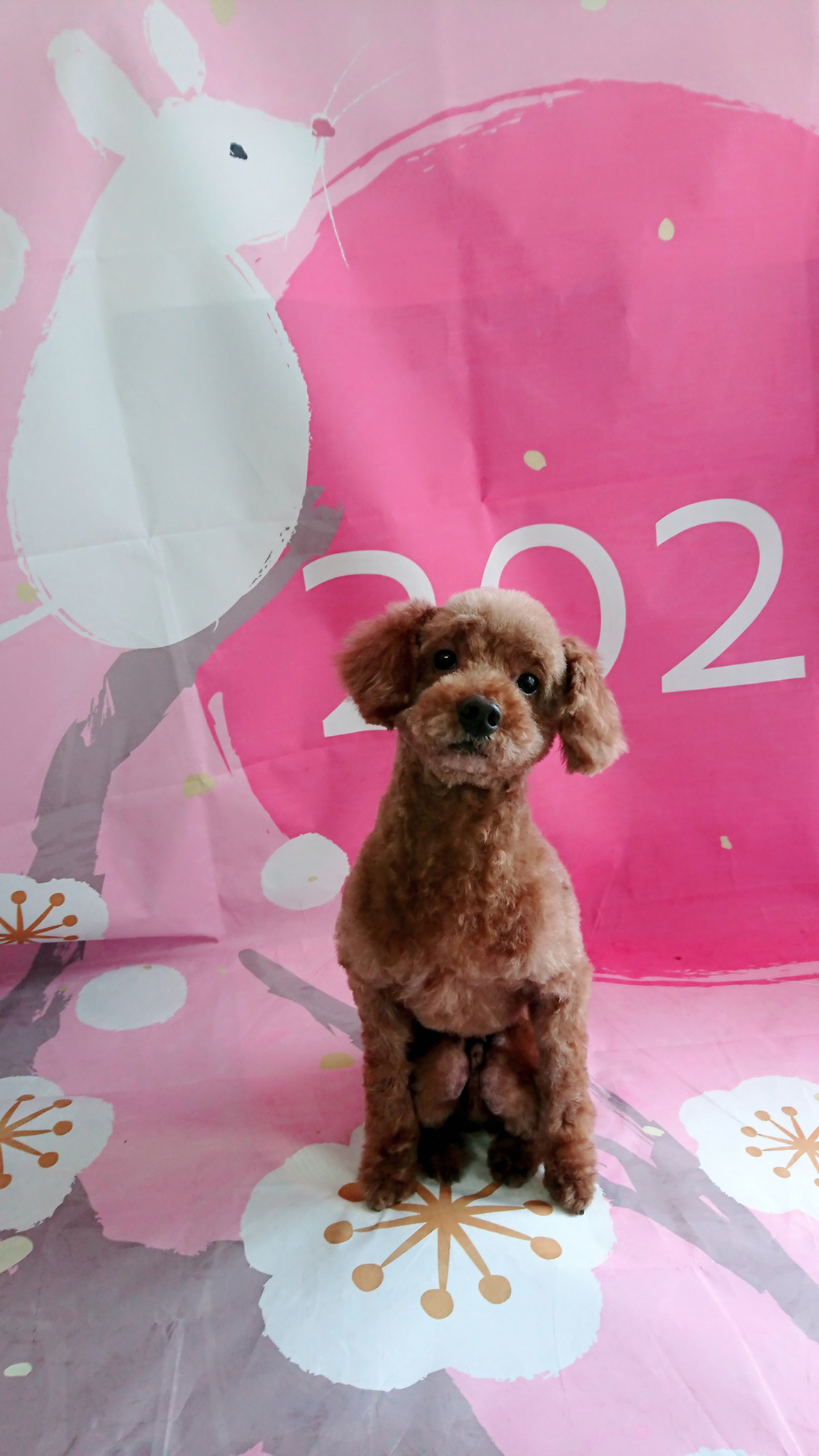 プードルのアルフちゃん トリミングコース