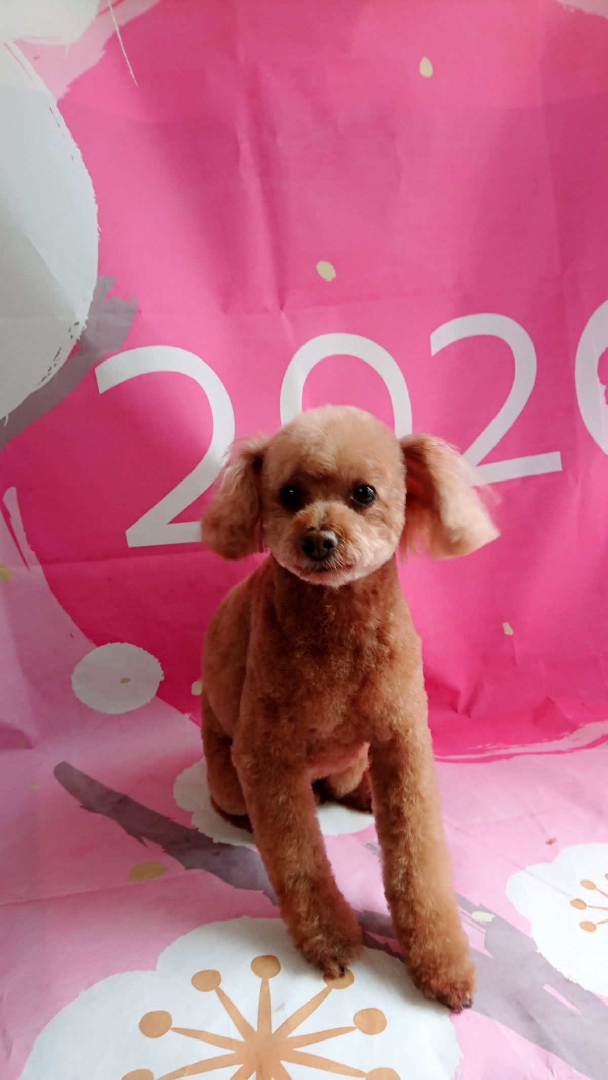 プードルのハルちゃん トリミングコース デンタル