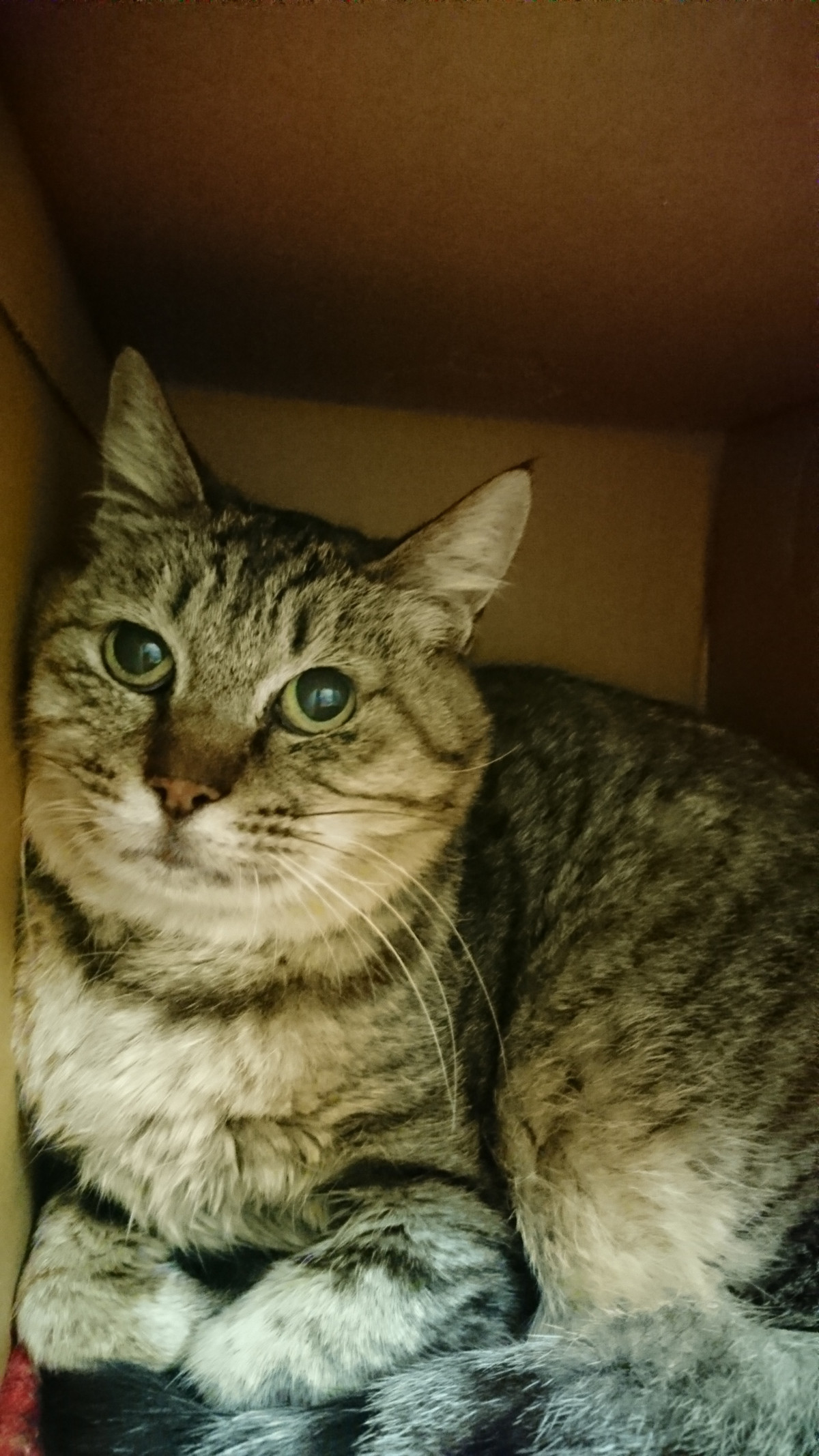 猫のブリトニーちゃん お泊まりの様子