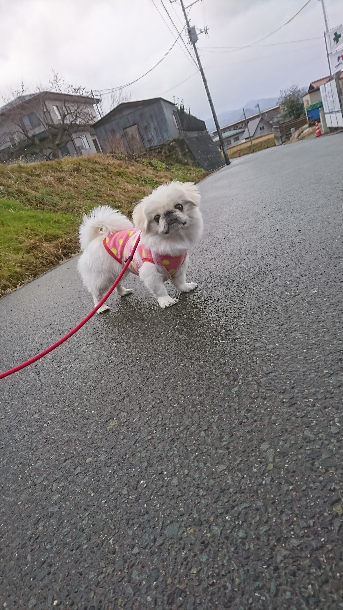 ペキニーズのこたちゃん お泊まりの様子