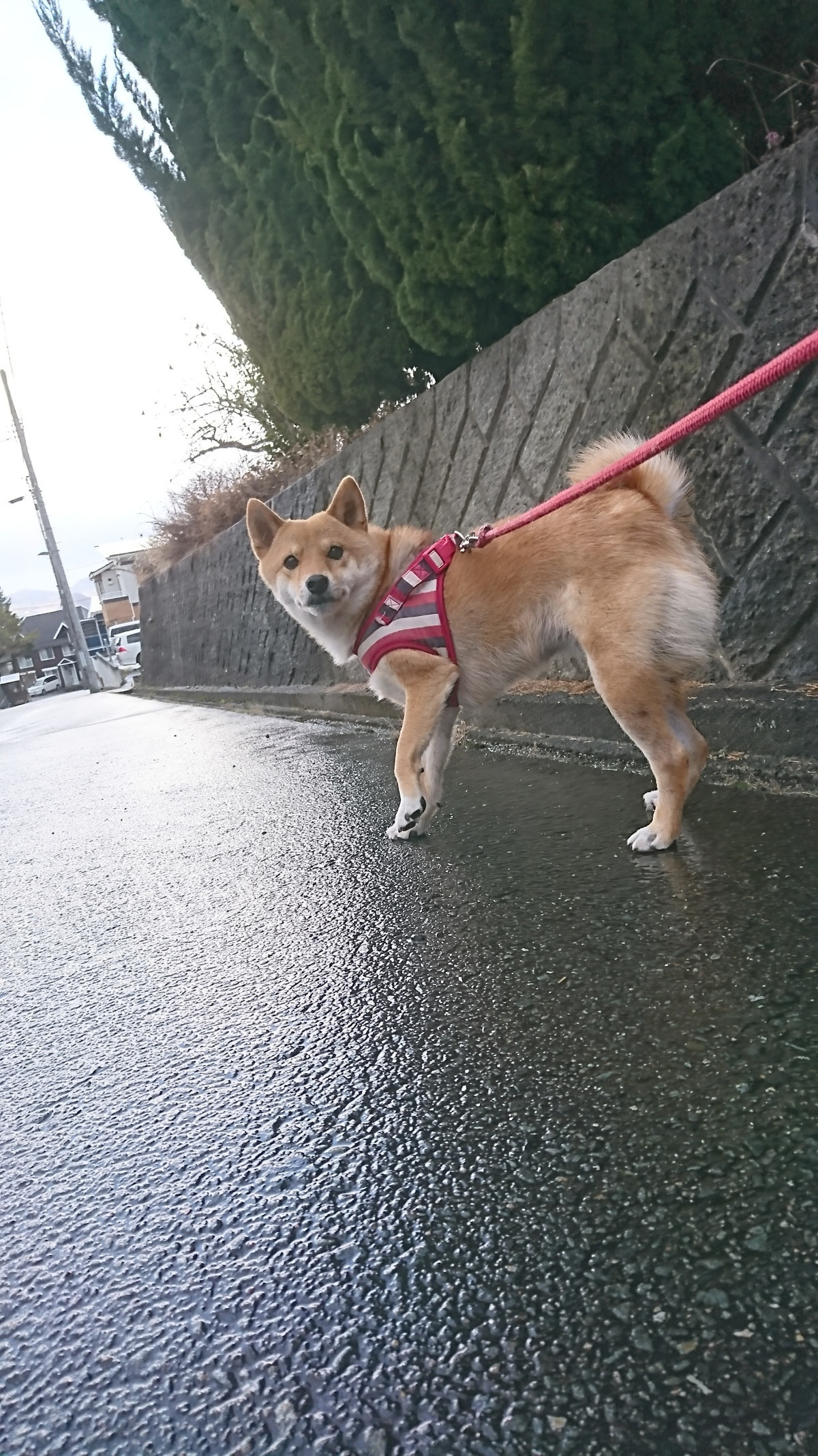 柴のまめちゃん お泊まりの様子