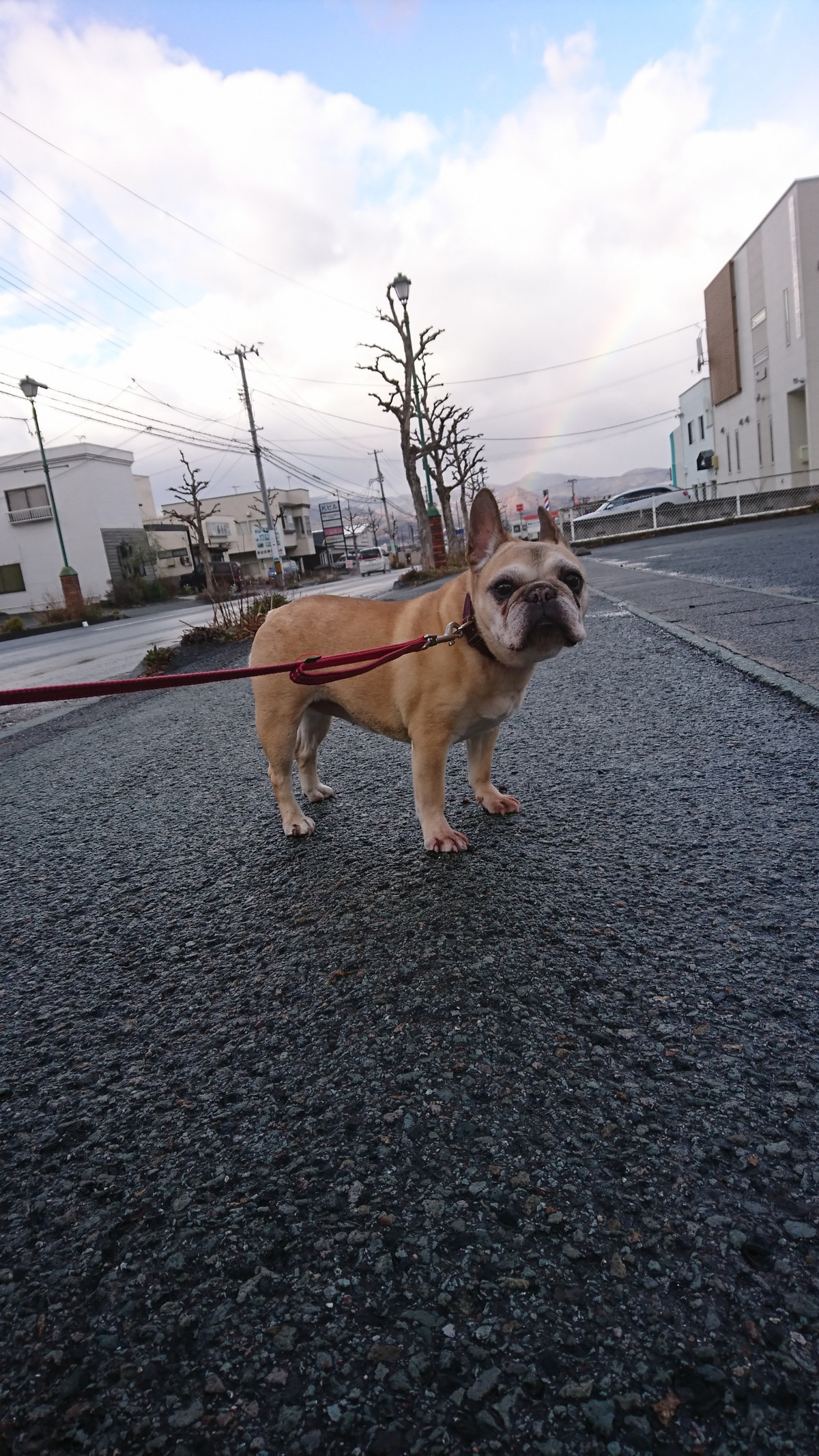 フレブルのあんずちゃん お泊まりの様子