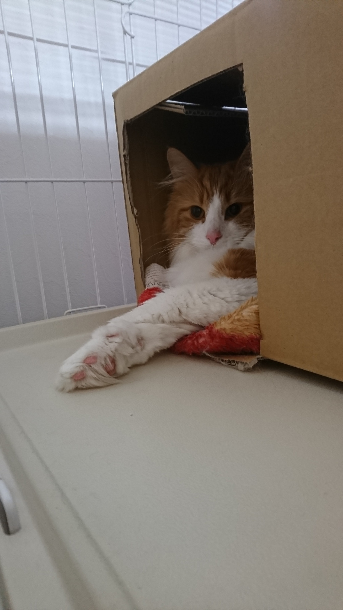 猫のグランちゃん お泊まりの様子