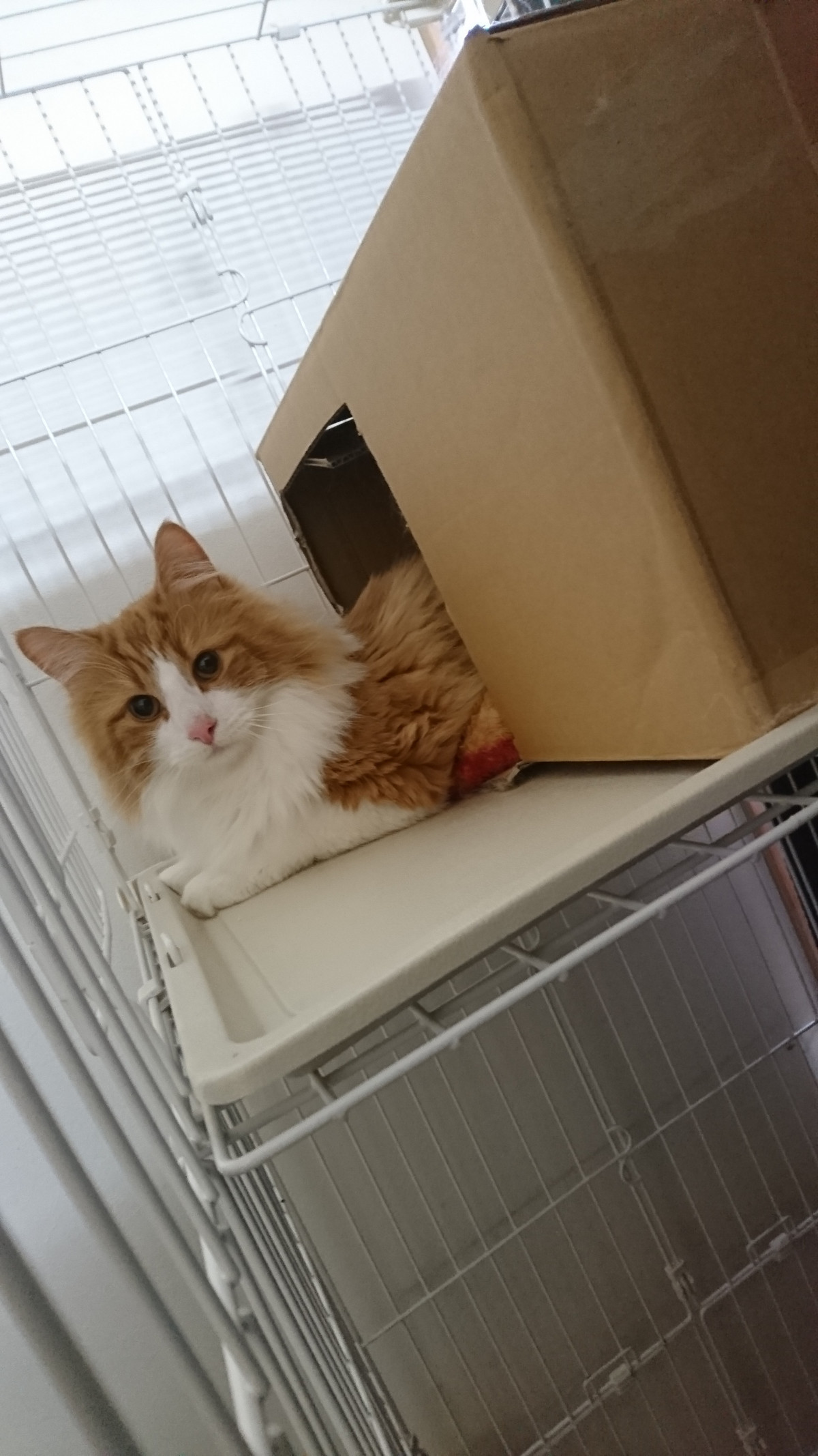 猫のグランちゃん お泊まりの様子