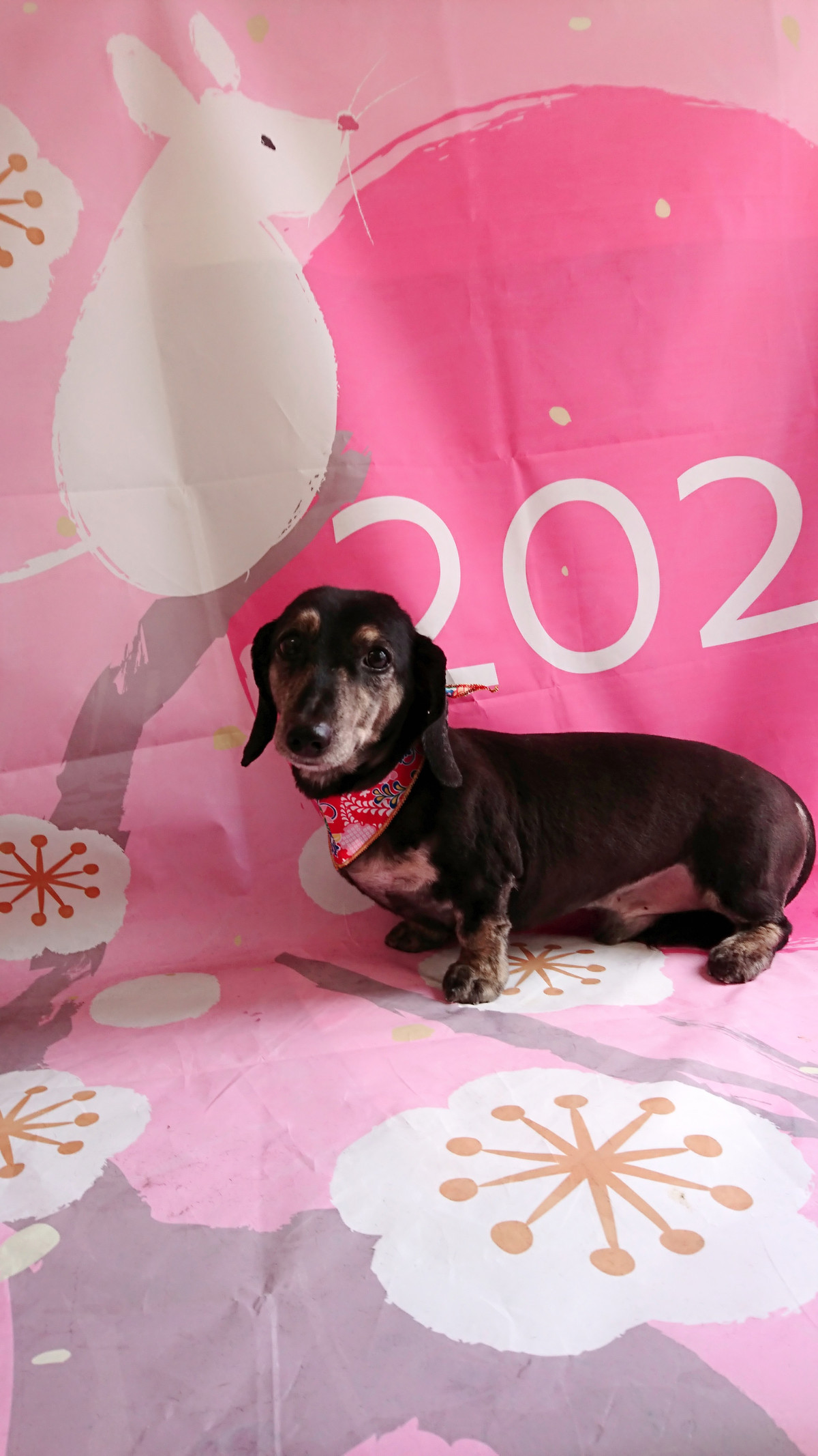 ダックスのルイちゃん トリミングコース