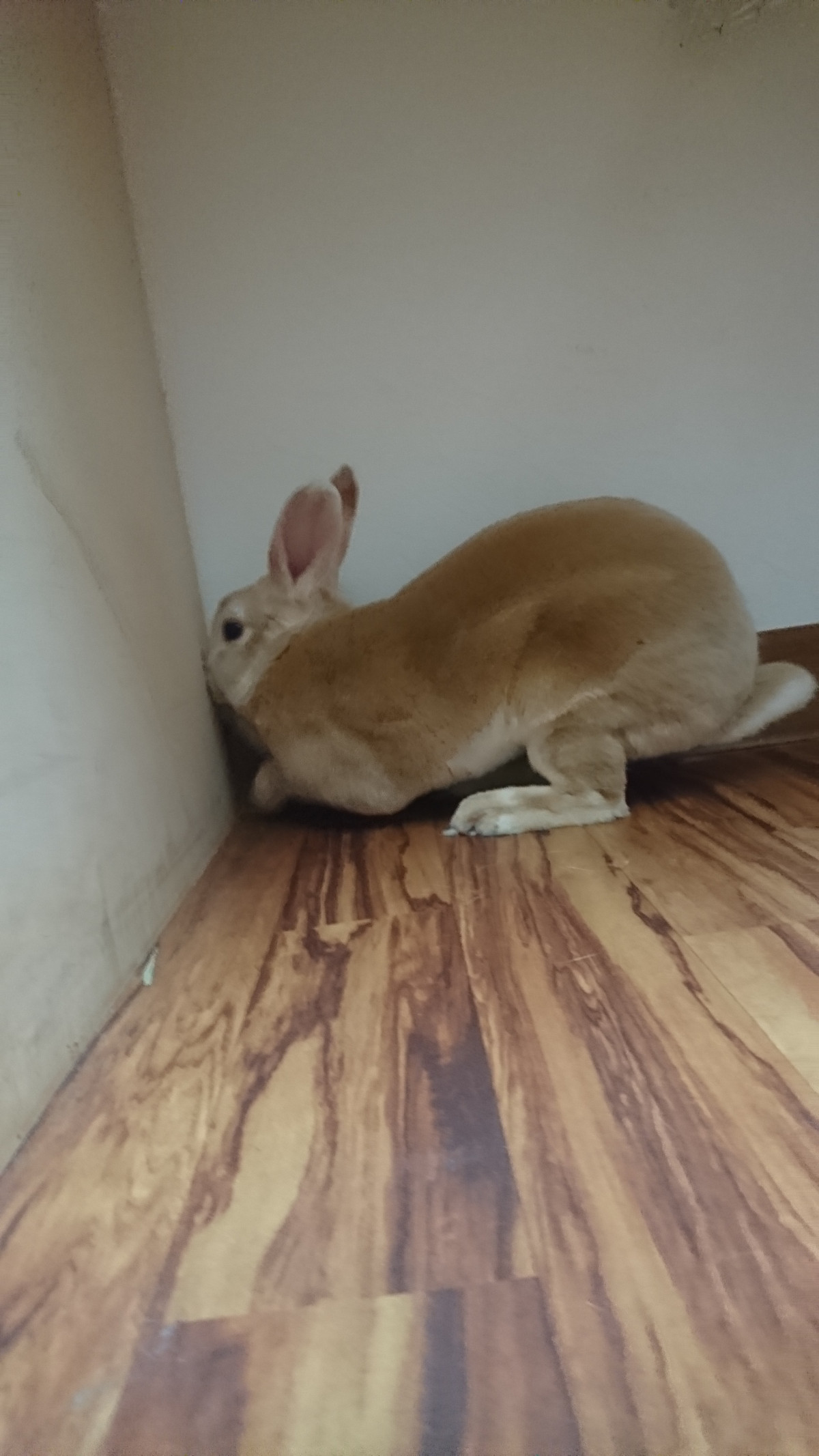 うさぎのフランちゃん お泊まりの様子