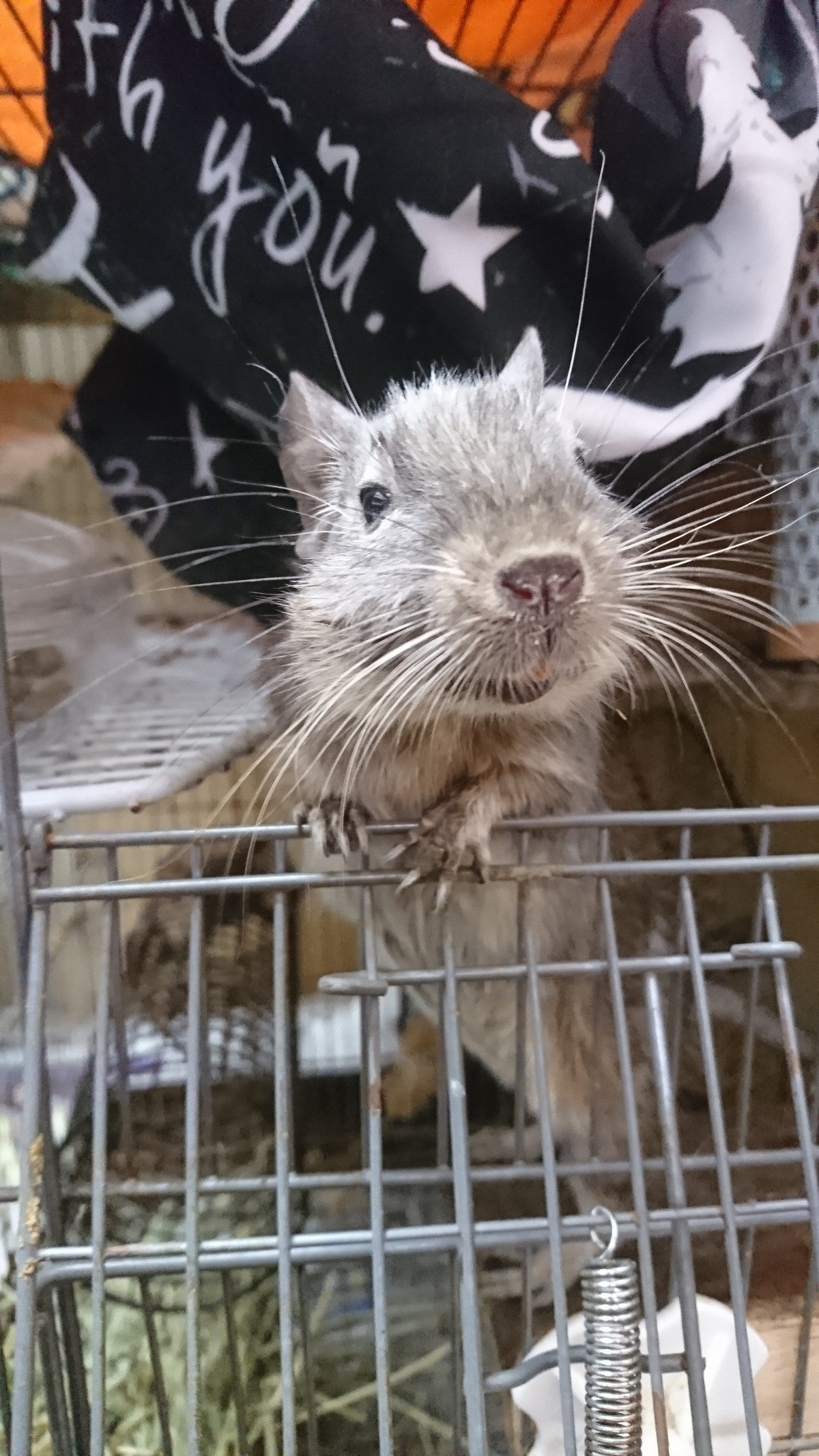 デグーのもんちゃん お泊まりの様子