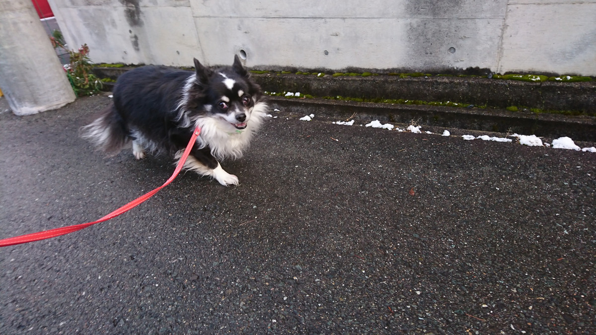 チワワのまるおちゃん お泊まりの様子