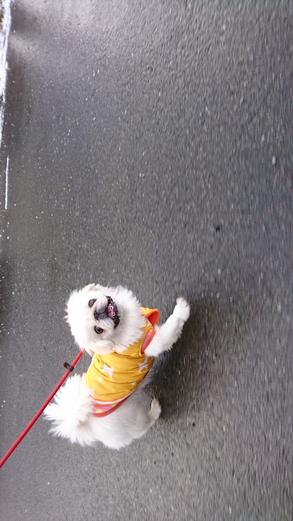 ペキニーズのこたちゃん お泊まりの様子