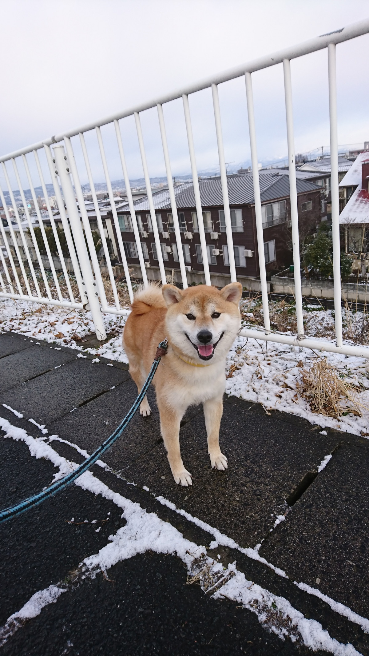 柴のまるちゃん お泊まりの様子
