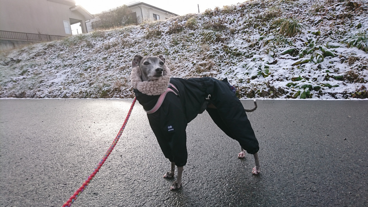 イタグレのティノちゃん お泊まりの様子