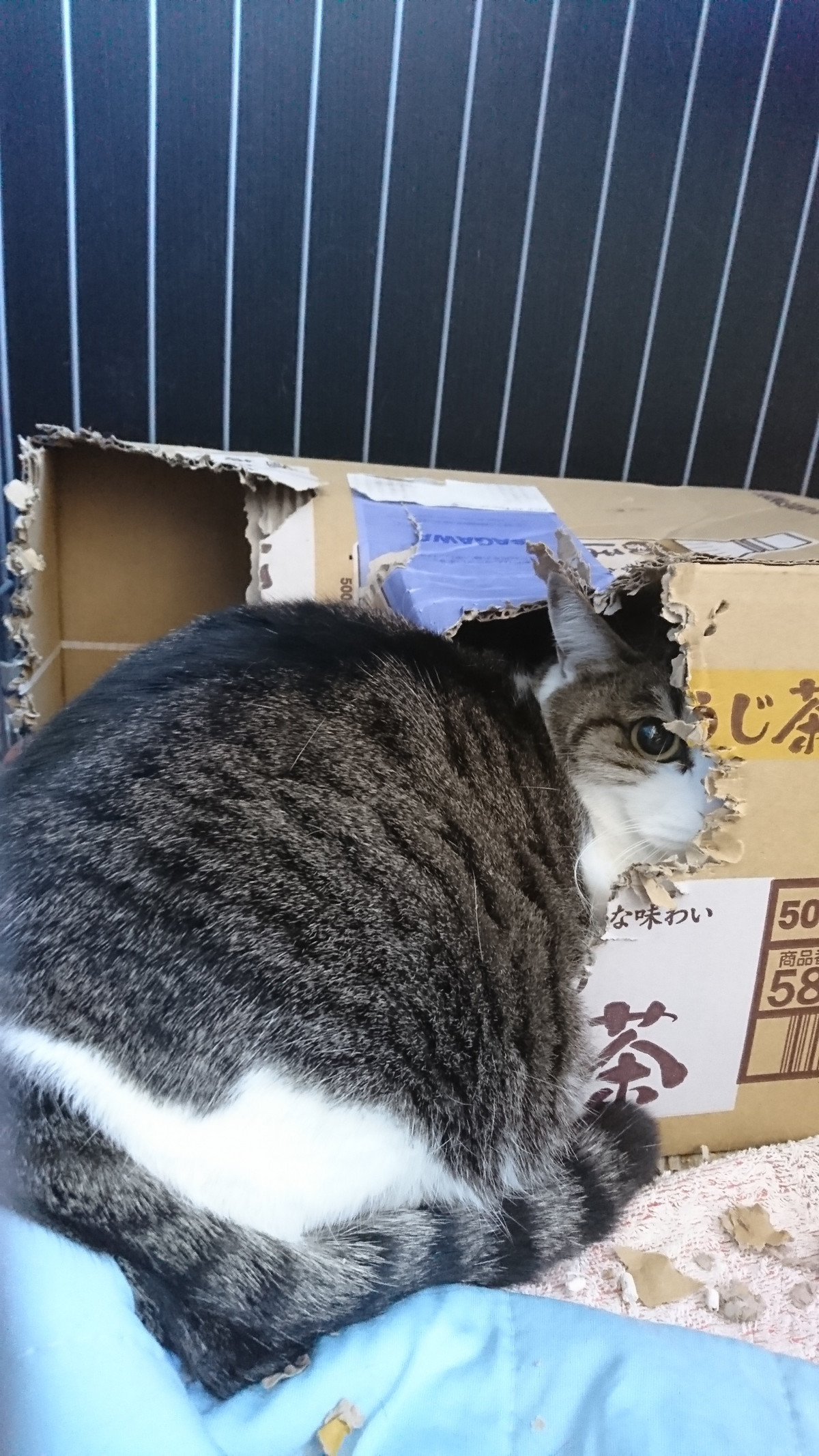 猫のぐりちゃん&ぐらちゃん お泊まりの様子