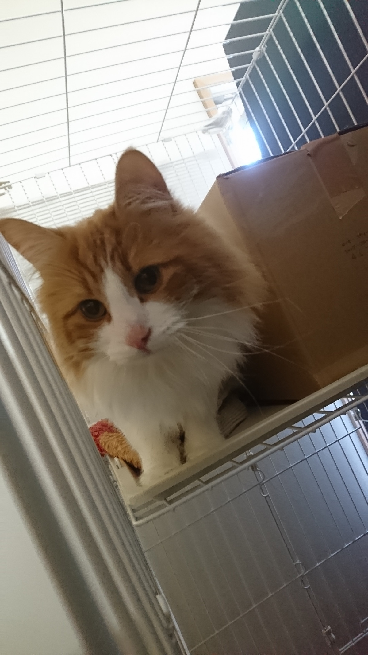 猫のグランちゃん お泊まりの様子