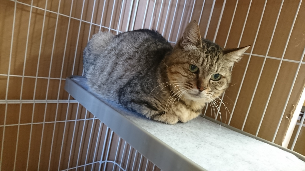 猫のブリトニーちゃん お泊まりの様子