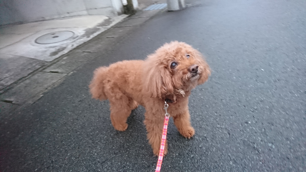 プードルのメイプルちゃん お泊まりの様子