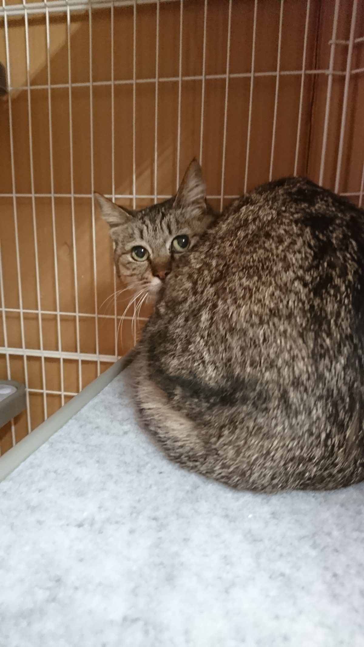 猫のブリトニーちゃん お泊まりの様子