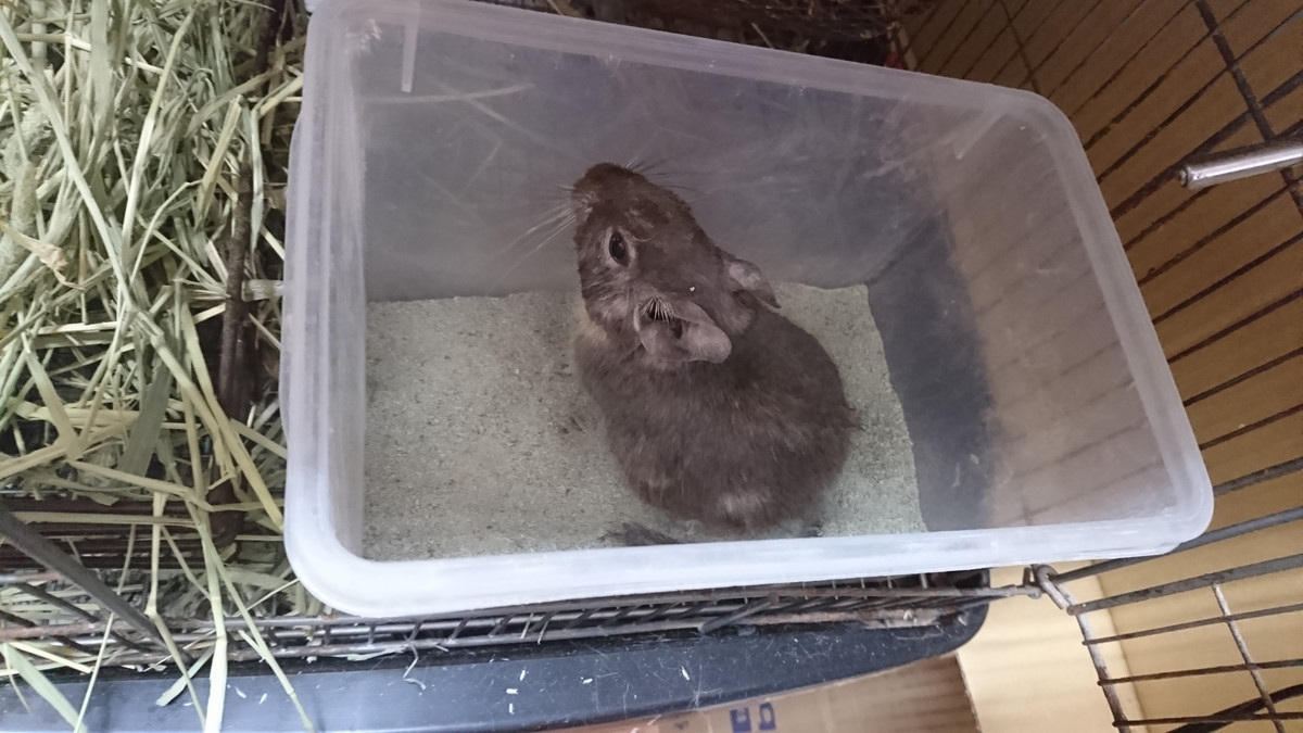 デグーのもんちゃん お泊まりの様子