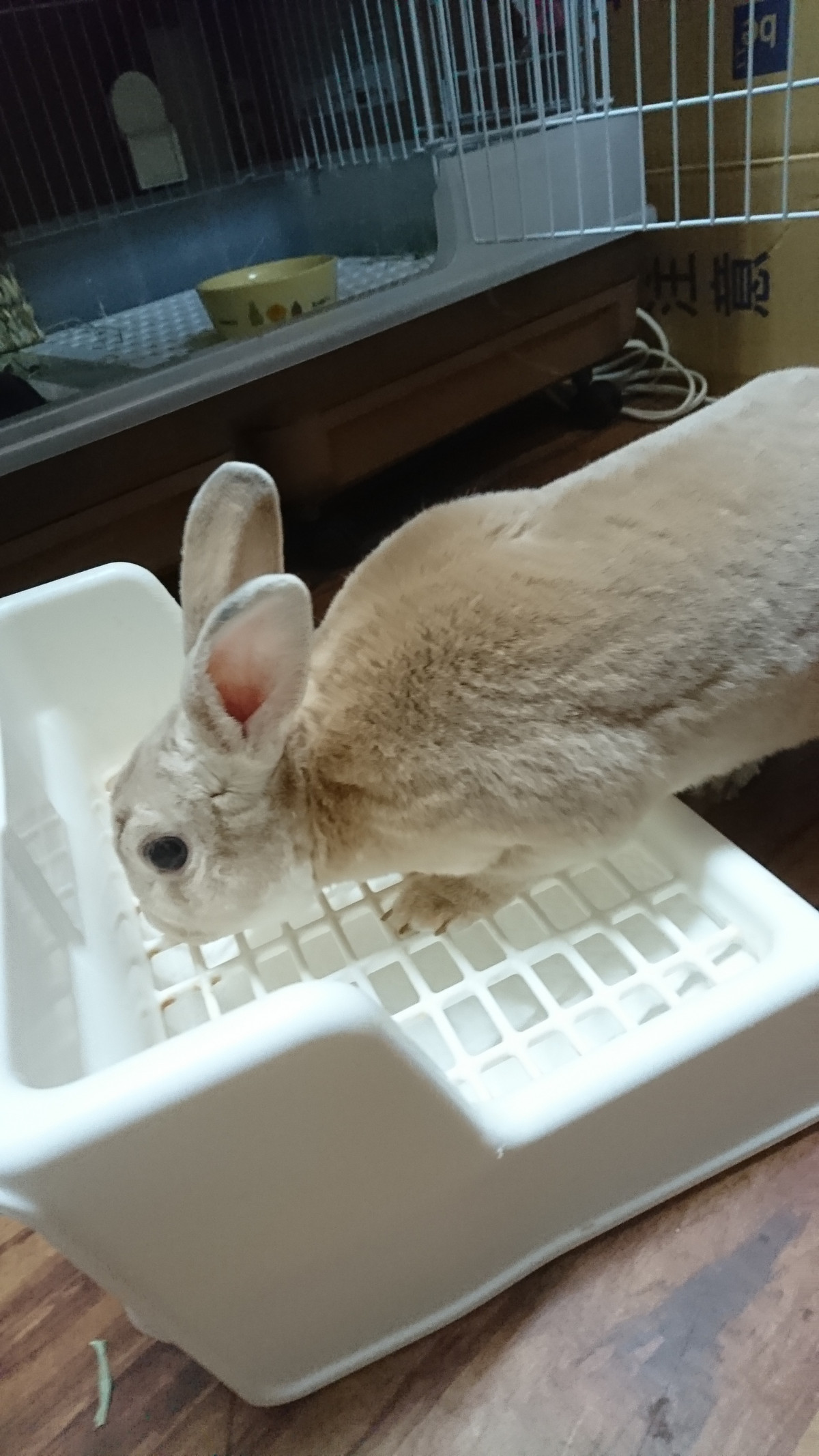 うさぎのフランちゃん お泊まりの様子