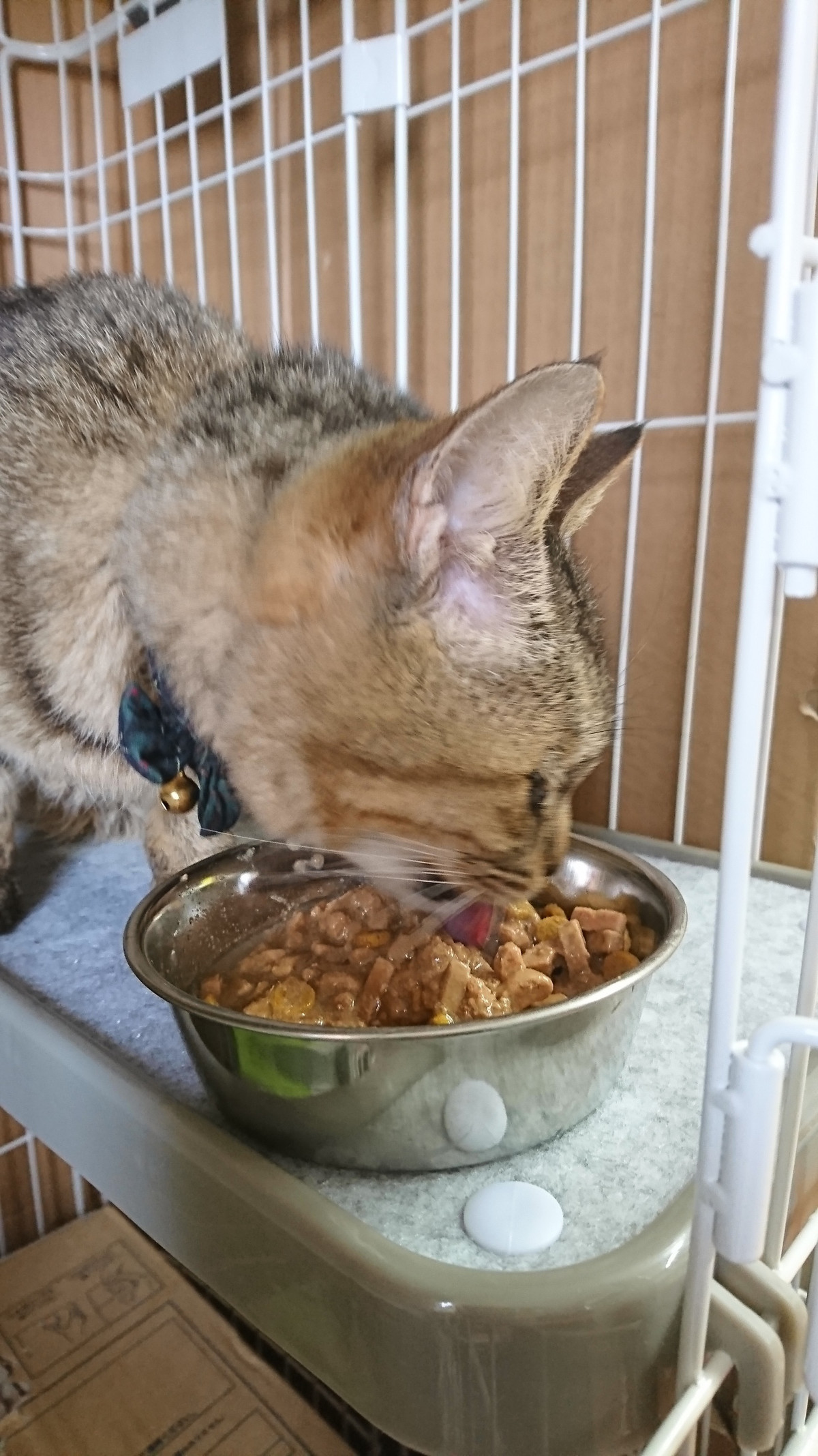 猫のブリトニーちゃん お泊まりの様子