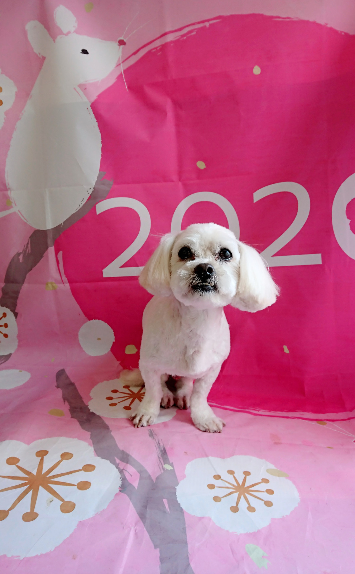 MIXのくっきーちゃん トリミングコース