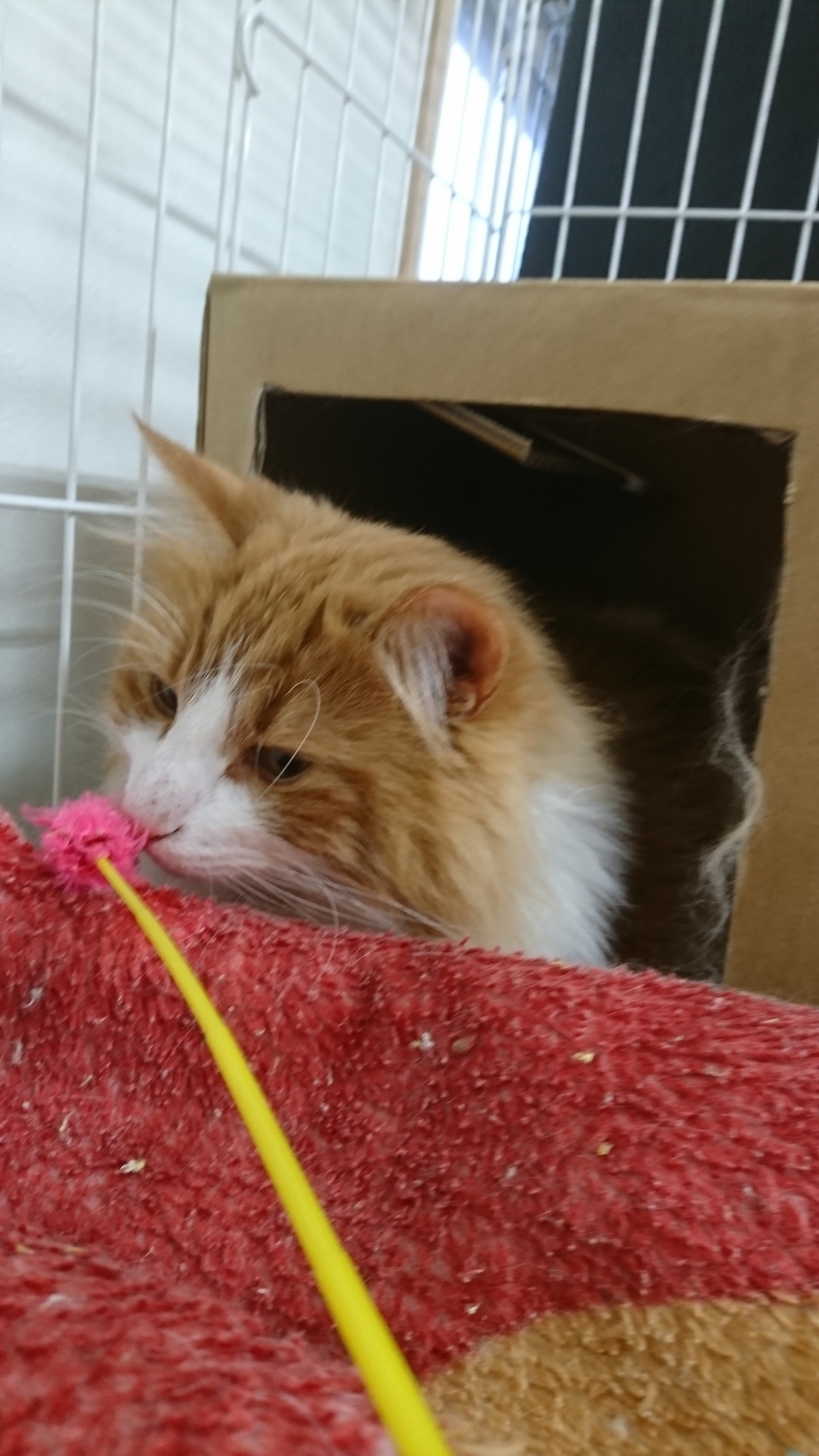 猫のグランちゃん お泊まりの様子