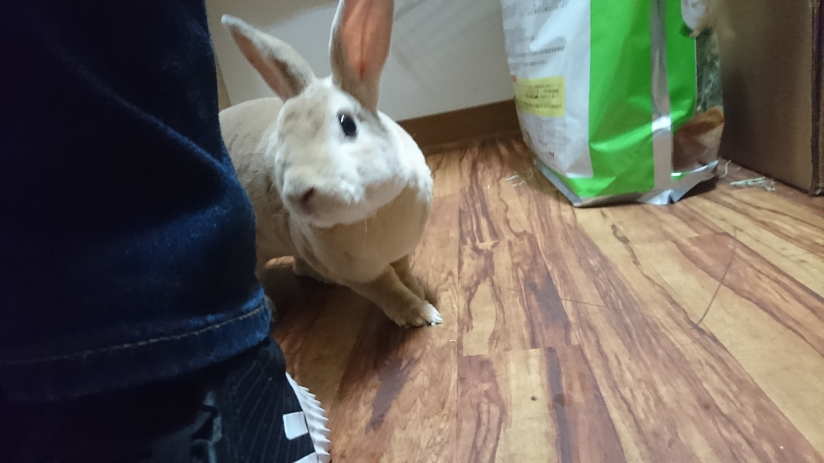 うさぎのフランちゃん お泊まりの様子