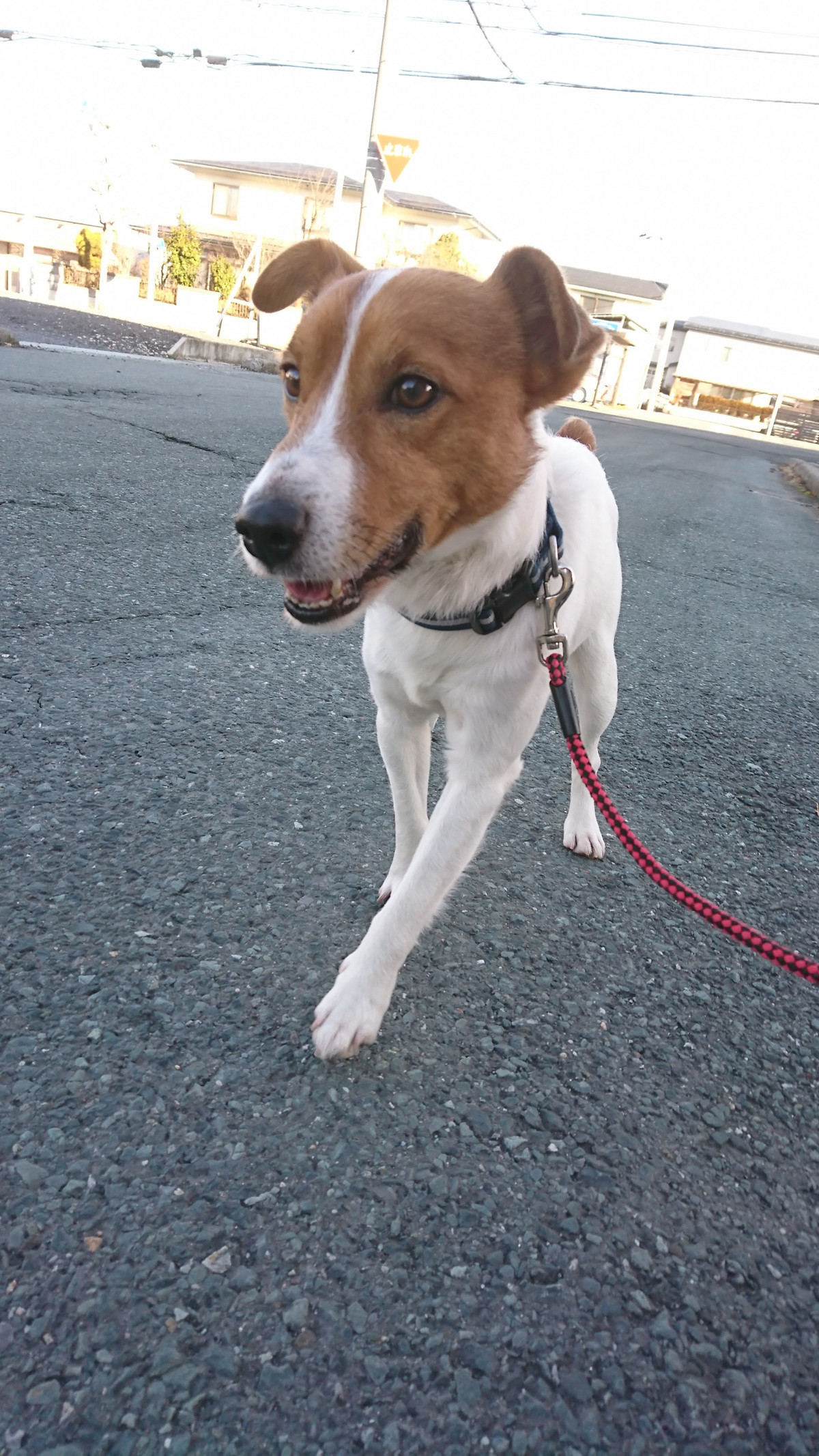 ジャックラッセルのマロンちゃん お泊まりの様子