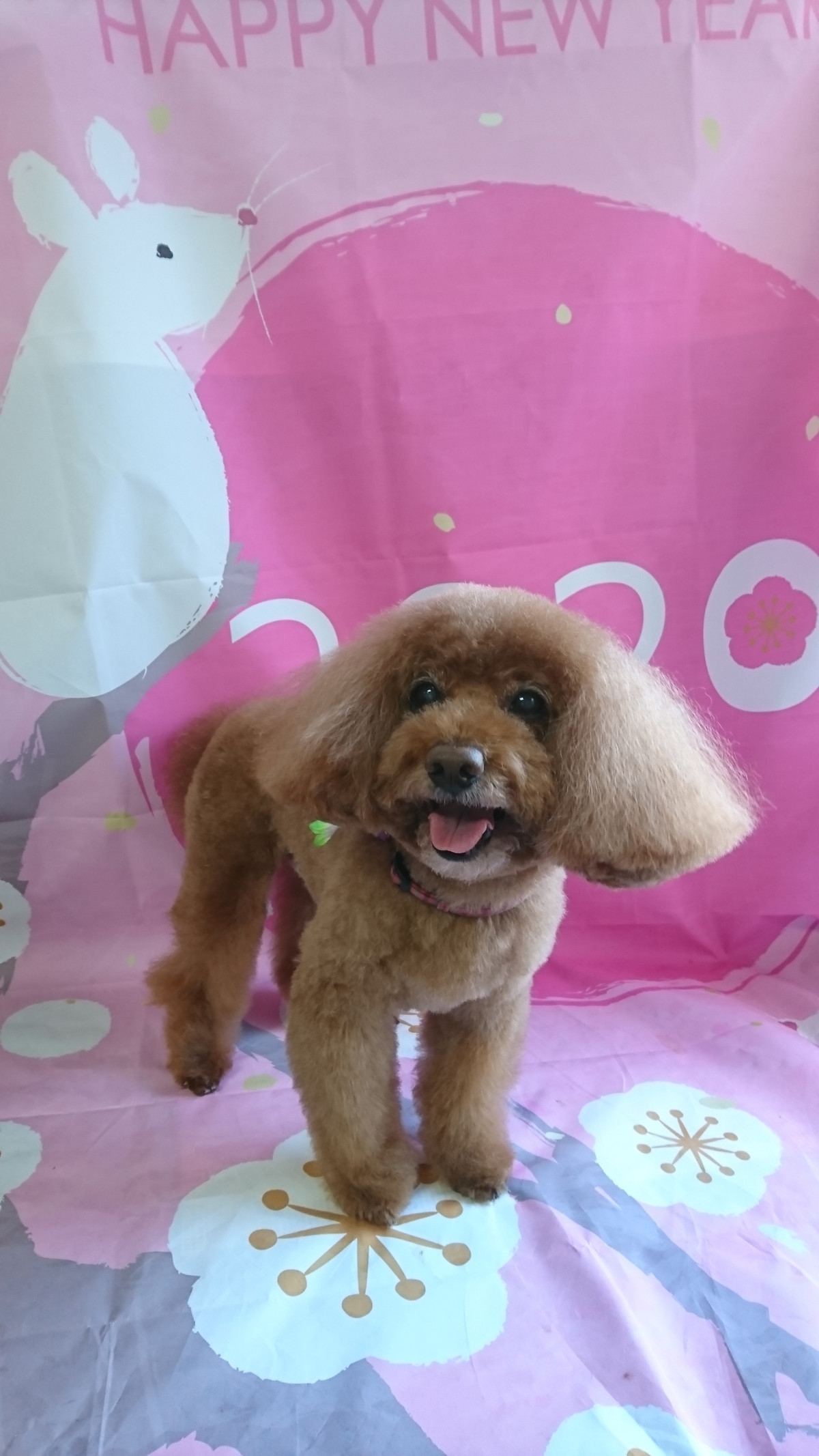 プードルのメイプルちゃん トリミングコース