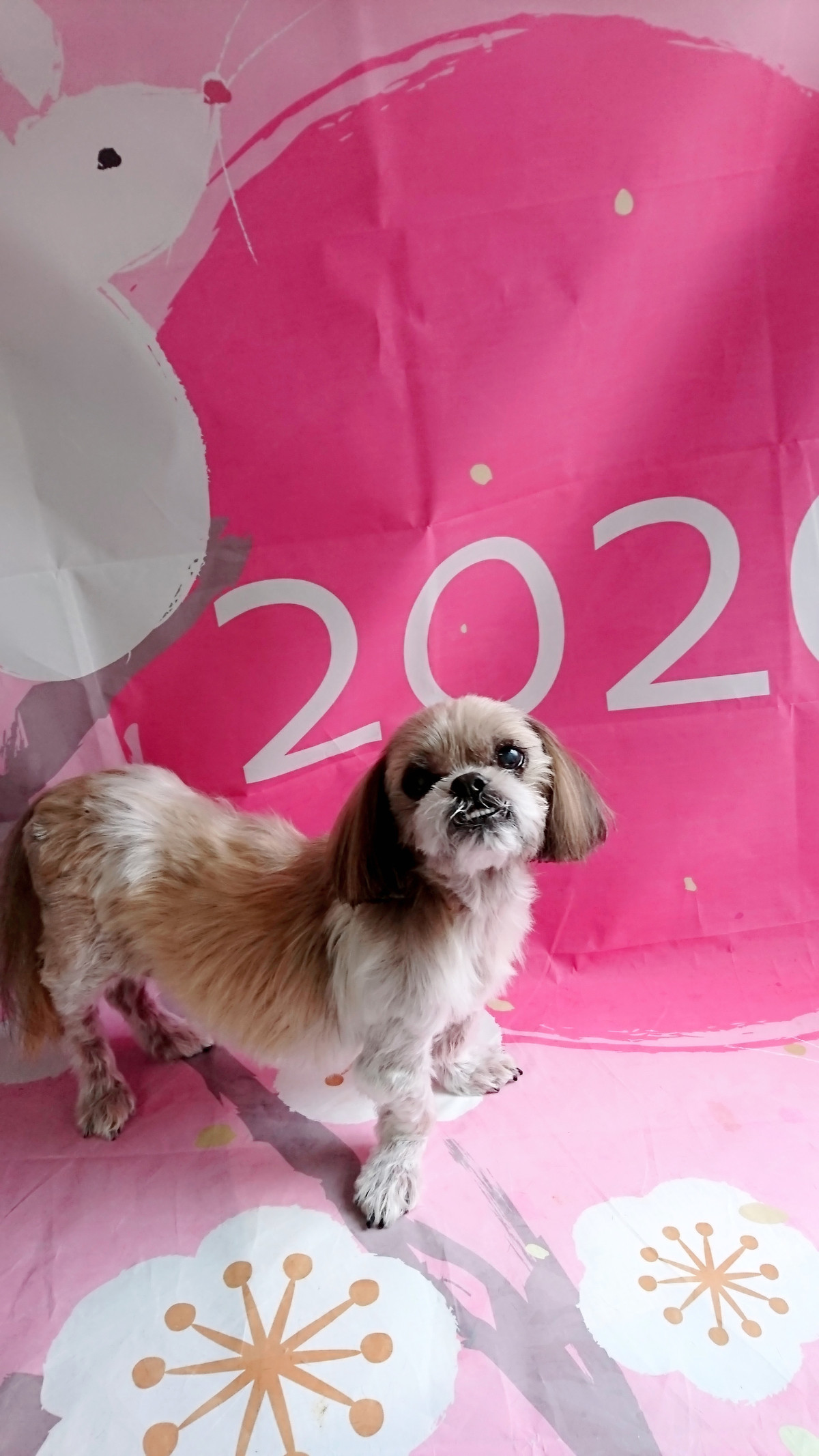 シーズーのクーちゃん シャンプーコース