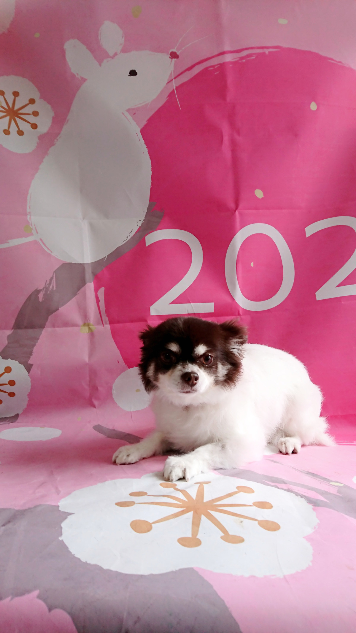 チワワのチョコちゃん グルーミングコース デンタル