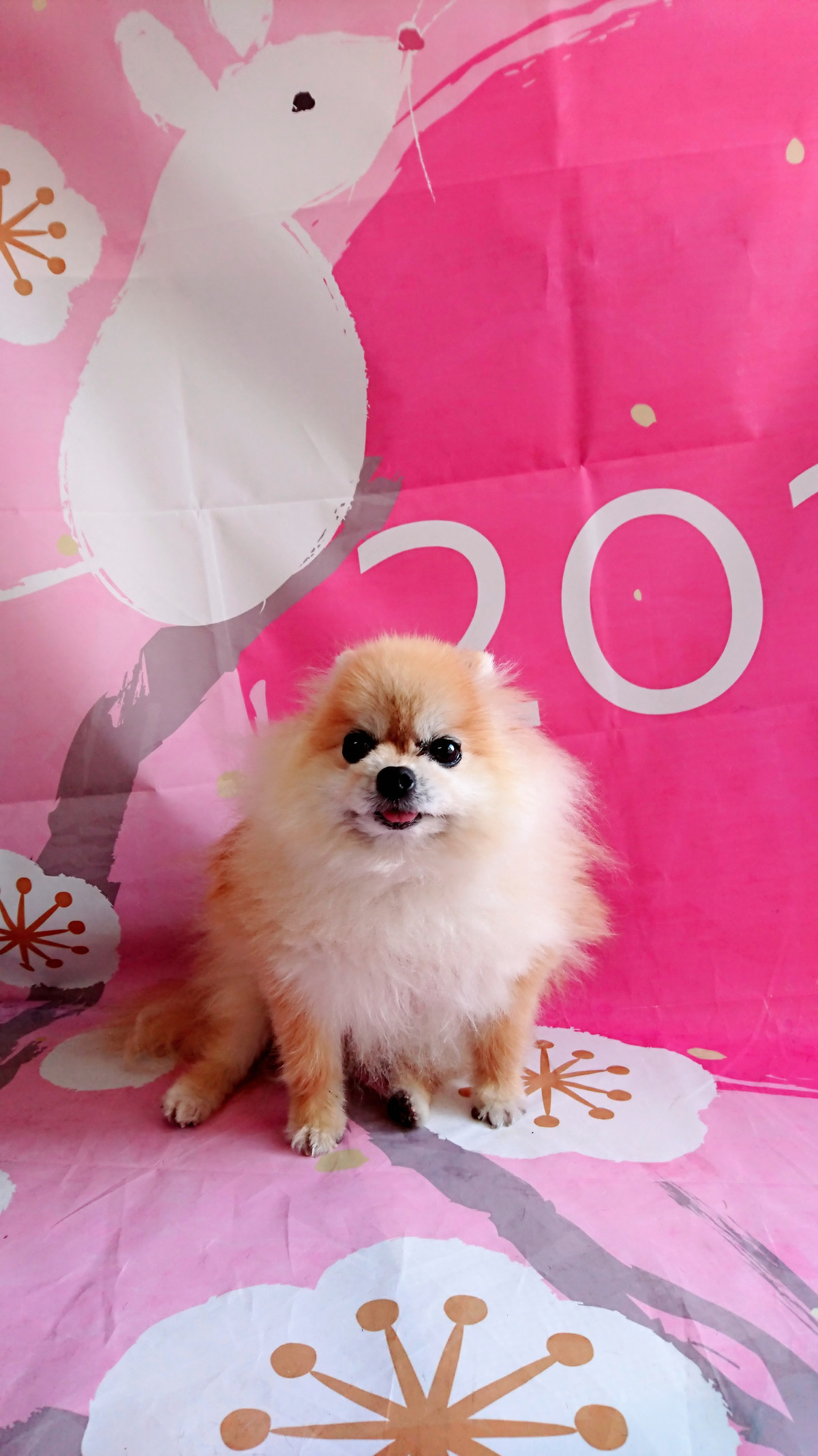 ポメラニアンのラブちゃん 肛門腺絞り