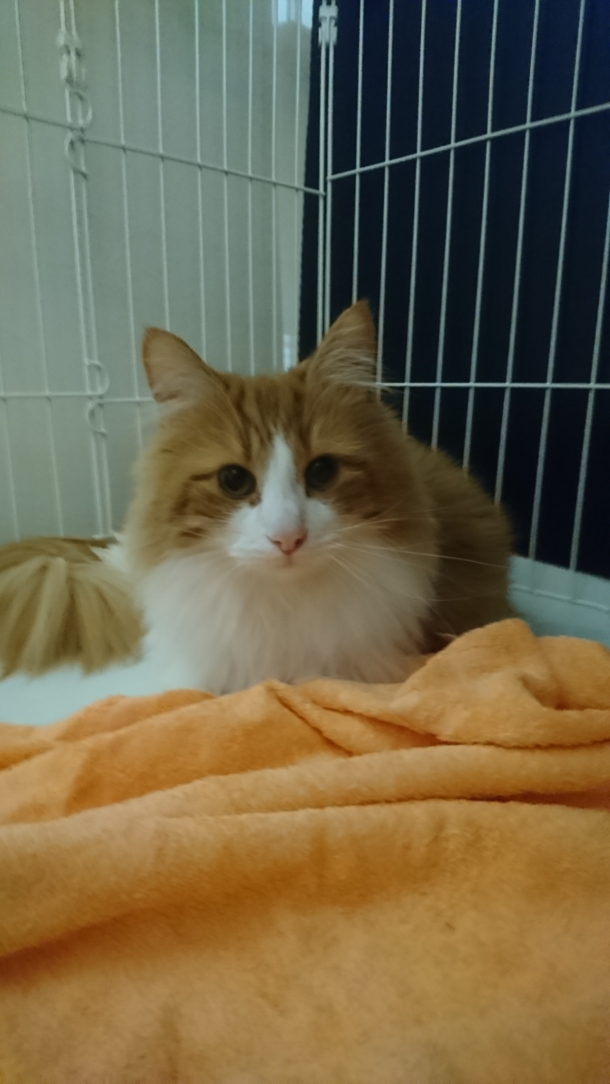 猫のブリトニーちゃん お泊まりの様子