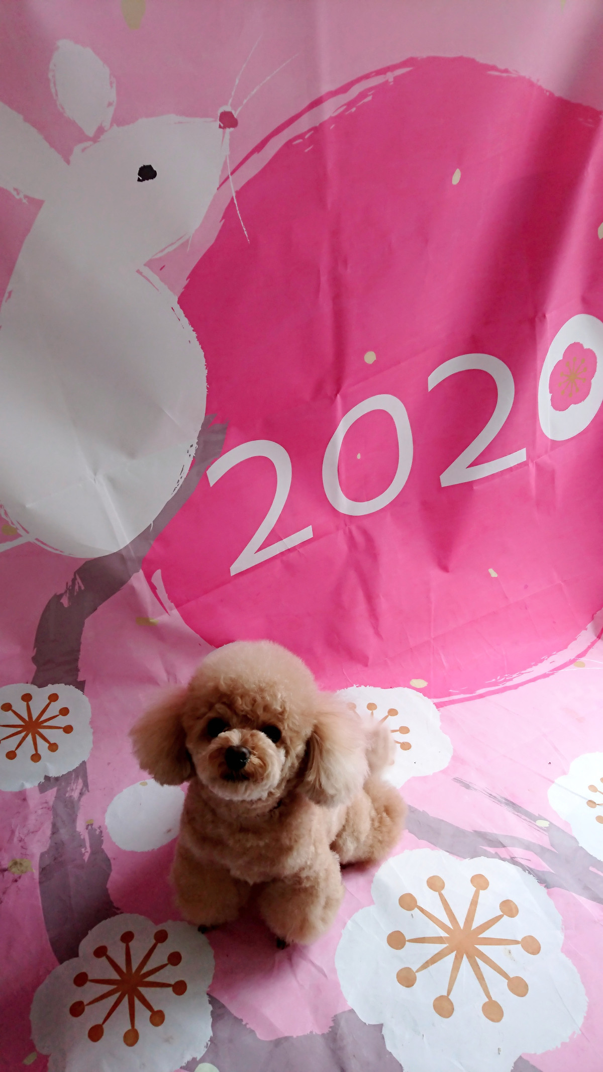 プードルの岳ちゃん シャンプーコース お爪切り 足先のバリカン 肛門周りのカット お腹のバリカンがけ