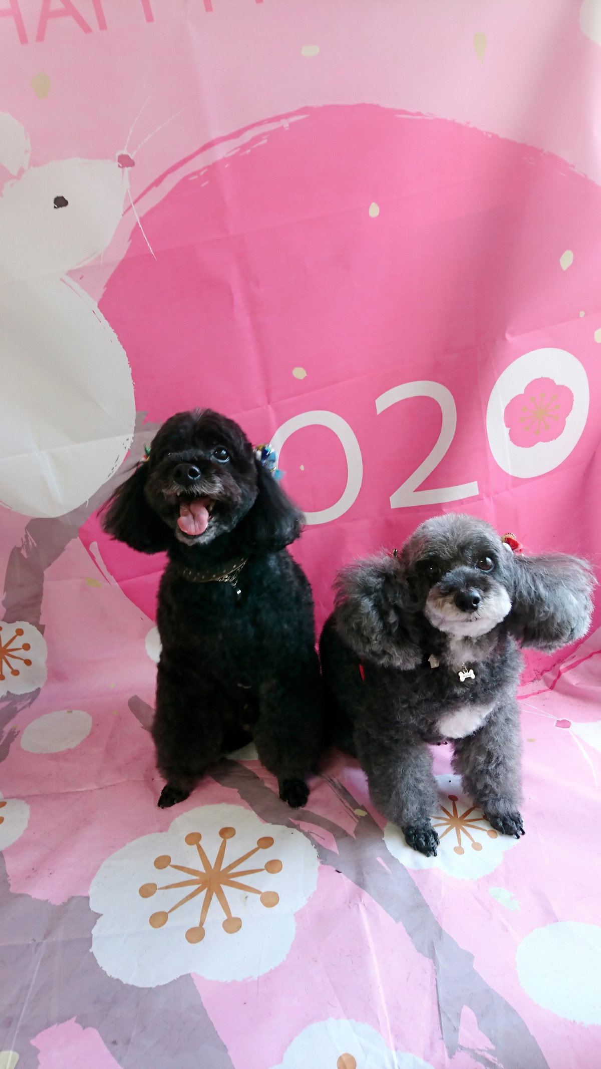 プードルのビビアンちゃん&ココちゃん グルーミングコース 部分カット