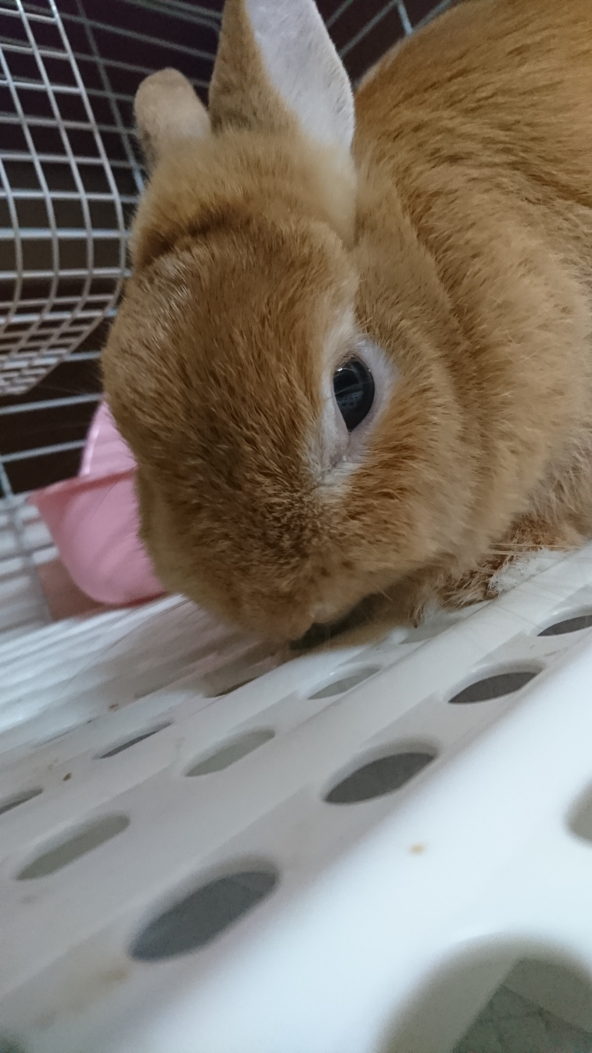 うさぎのミルキーちゃん お泊まりの様子