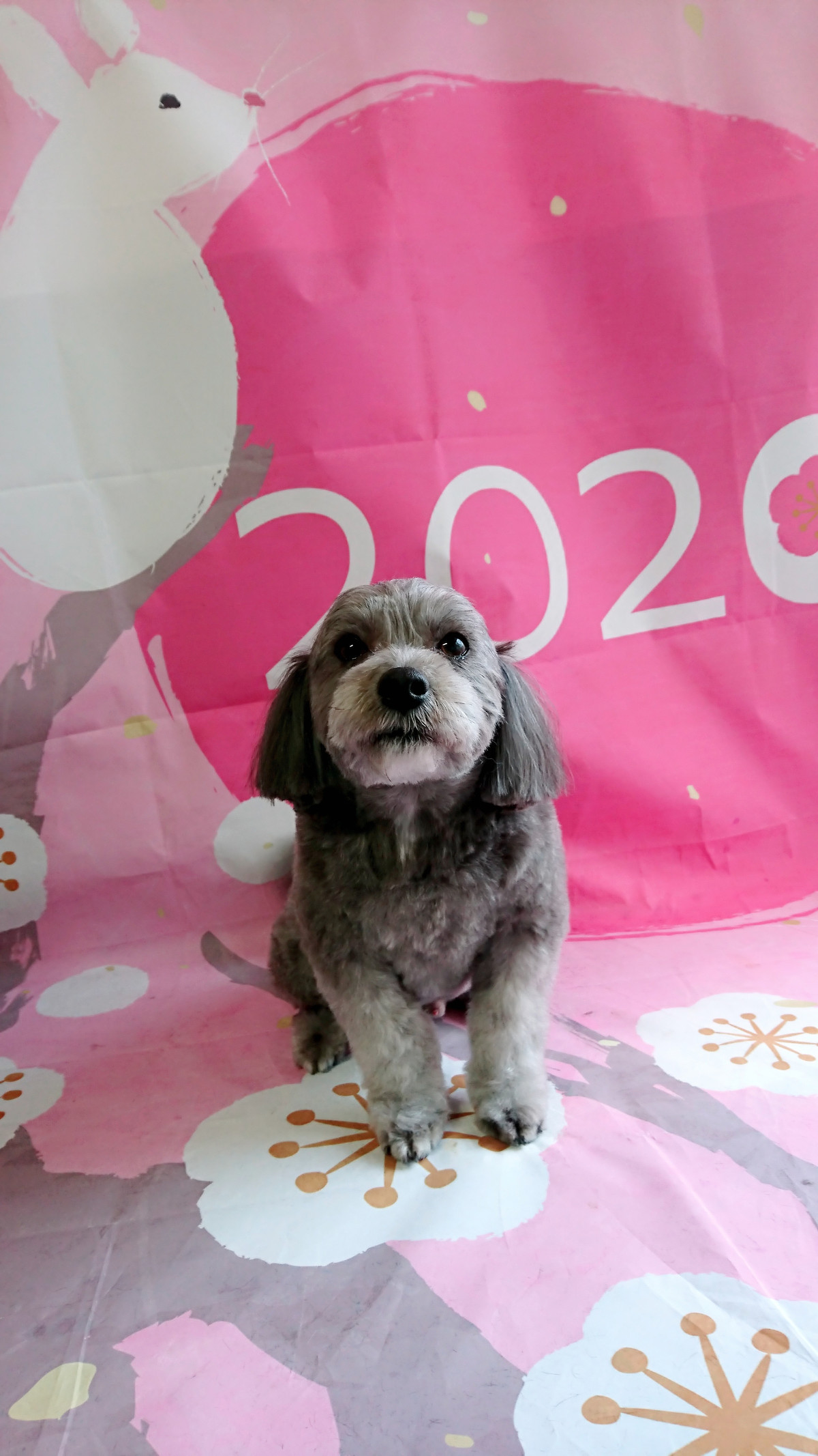 MIXのLUNAちゃん トリミングコース