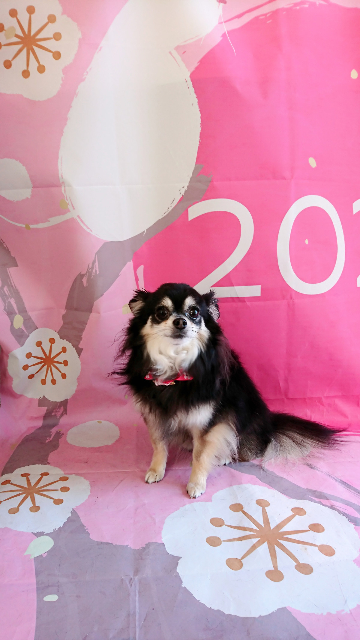 チワワのココアちゃん グルーミングコース 部分カット